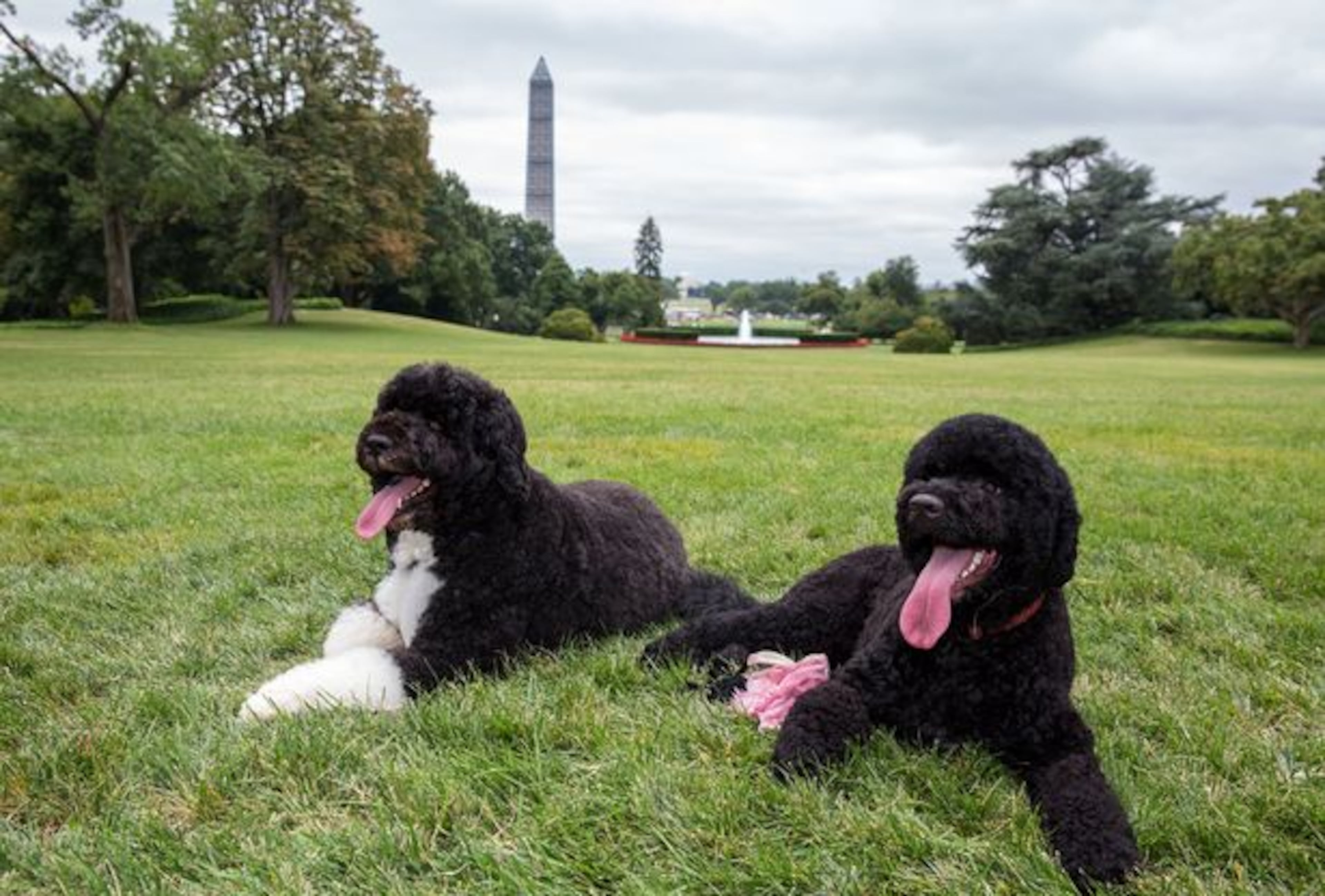 In this image released by The White House, Bo, left, and Sunny, the Obama family dogs, relax on the South Lawn of the White House on Aug. 19, 2013. The White House says the Obamas have added Sunny, a Portuguese Water Dog like Bo, to the first family. Sunny was born last June in Michigan.
