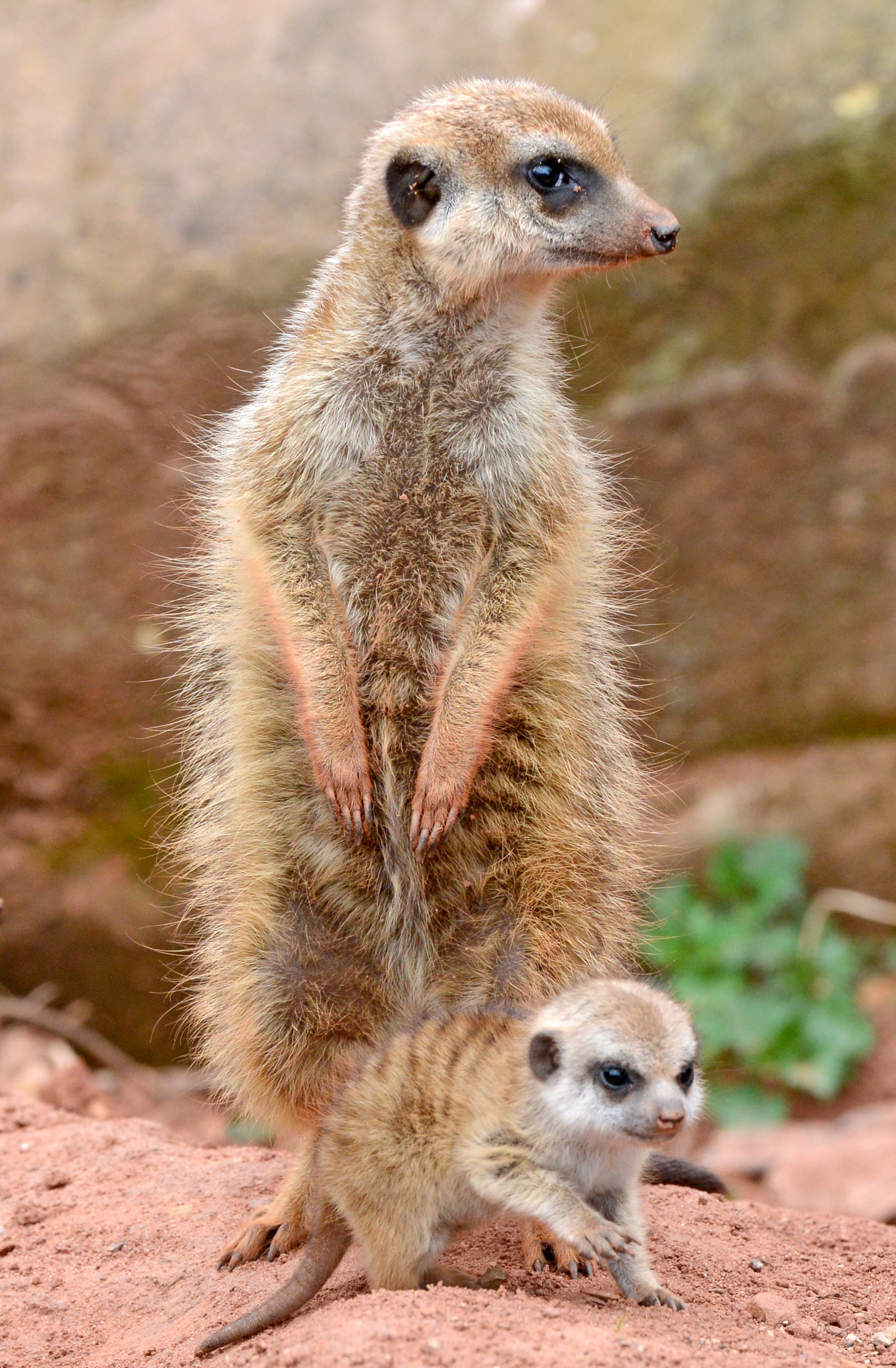A meerkat cub looks around during first steps in their outdoor enclosure at the zoo in Erfurt, Germany, Wednesday, March 19, 2014. Three meerkat babies were born on Feb. 21, 2014 at the zoo. (AP Photo/Jens Meyer)