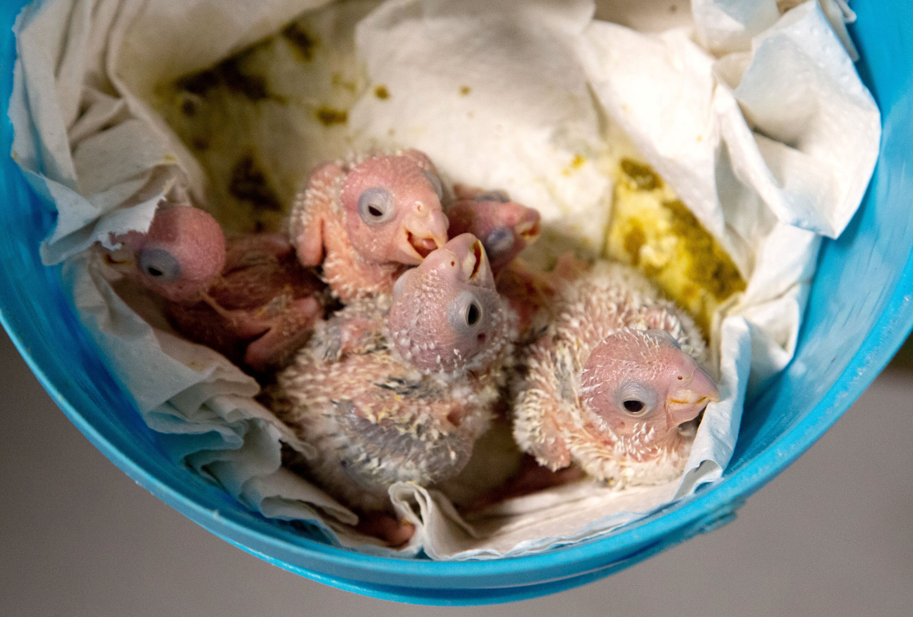 Baby green-cheeked conures huddle to stay warm at the Southeast Exotic Bird Fair at the Gwinnett County Fairgrounds on Saturday, December 5, 2020. (Photo: Steve Schaefer for The Atlanta Journal-Constitution)