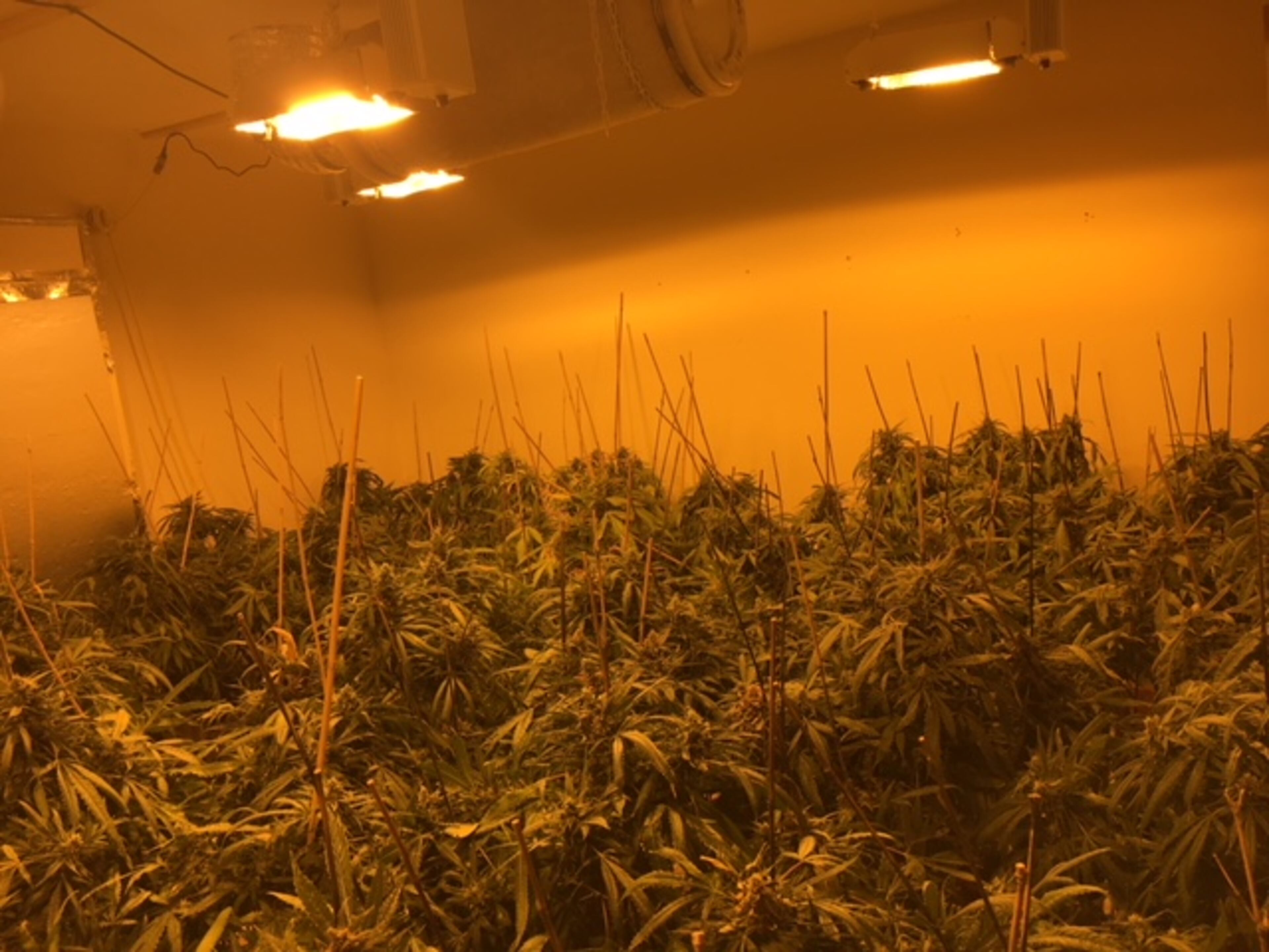 Several of the homes raided were growing rooms and entire basements full of suspected marijuana. (Credit: Lawrenceville Police Department)