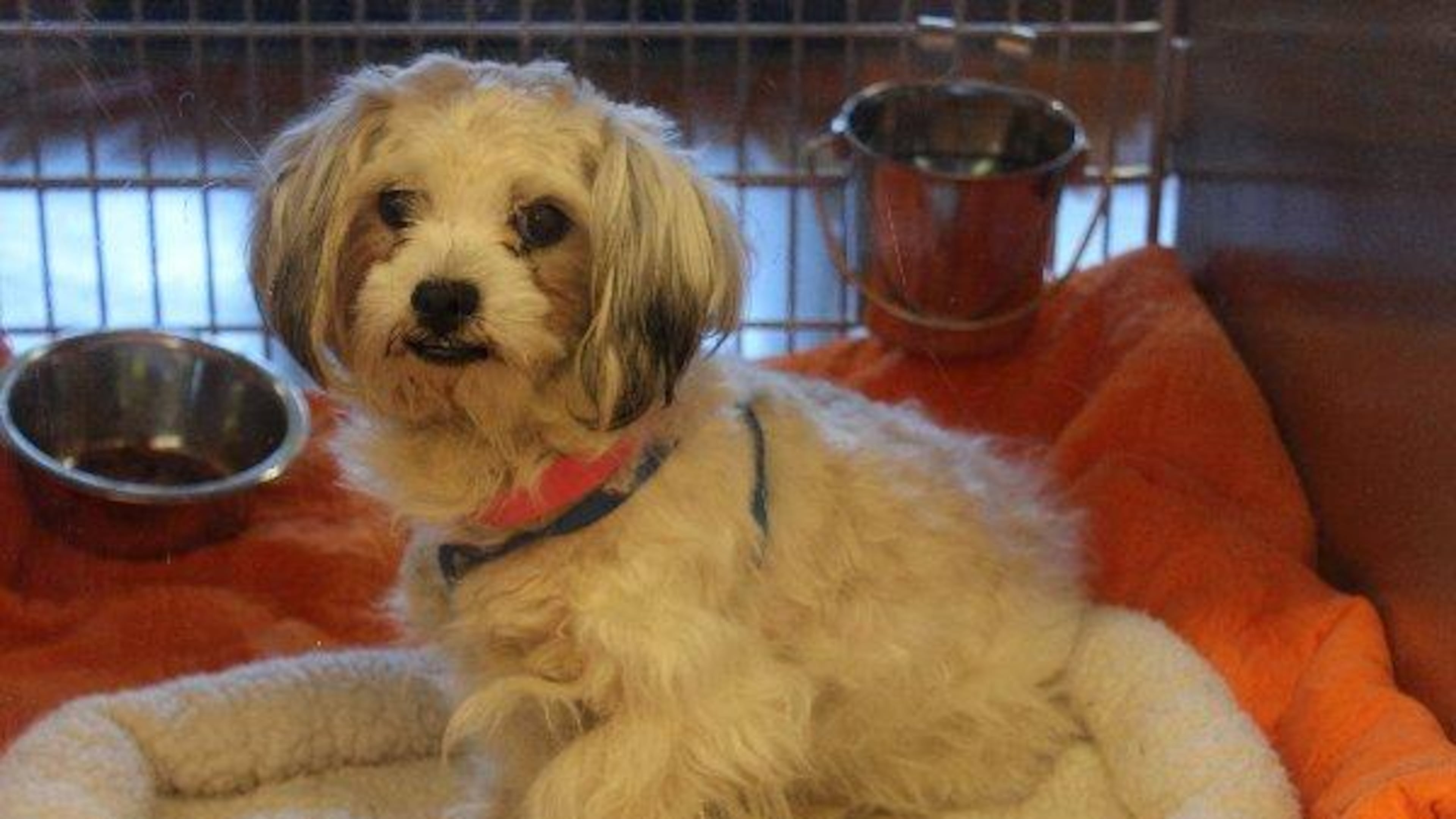 Photos courtesy Gwinnett County animal shelter.