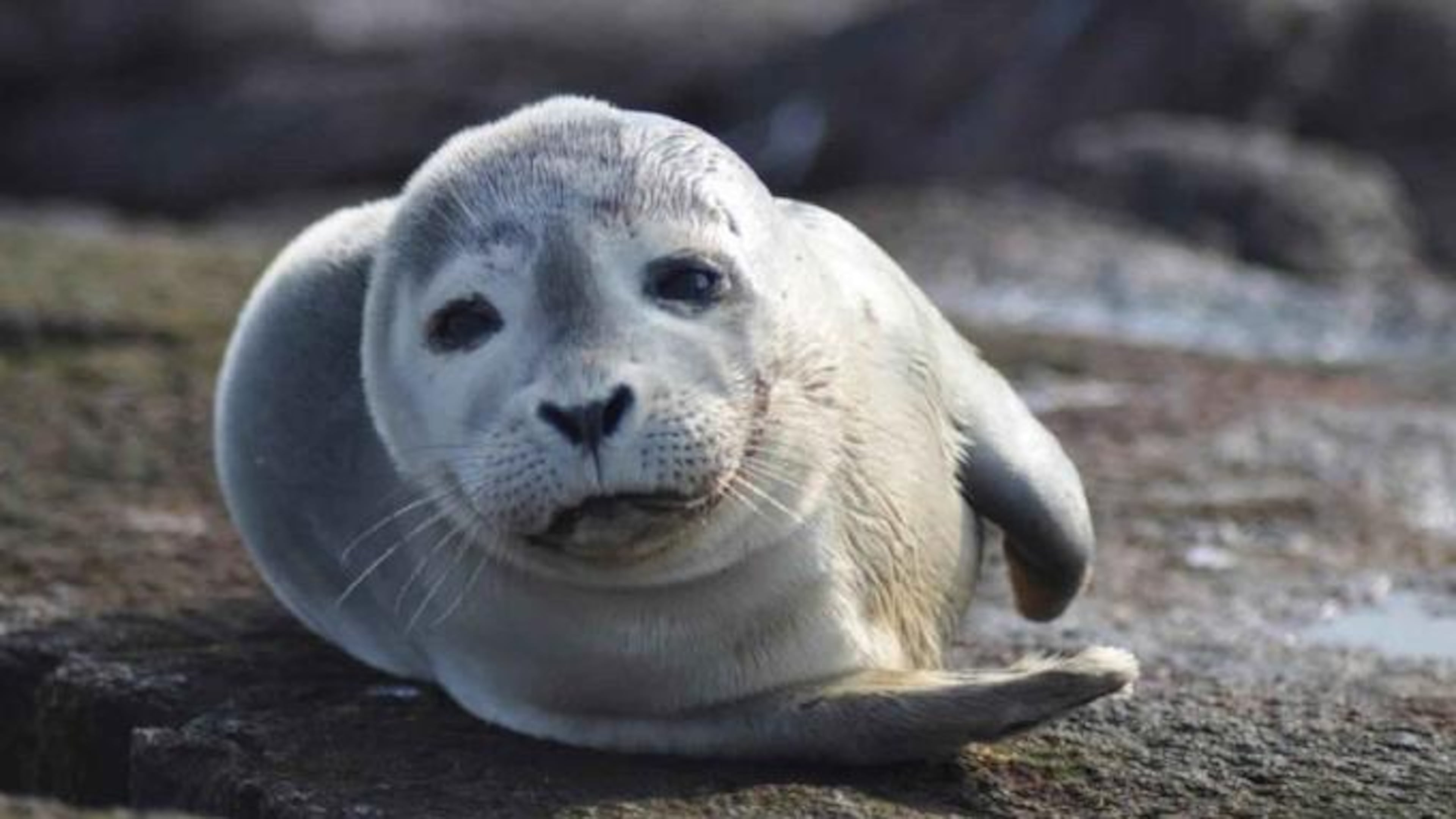 File photo of a harbor seal.