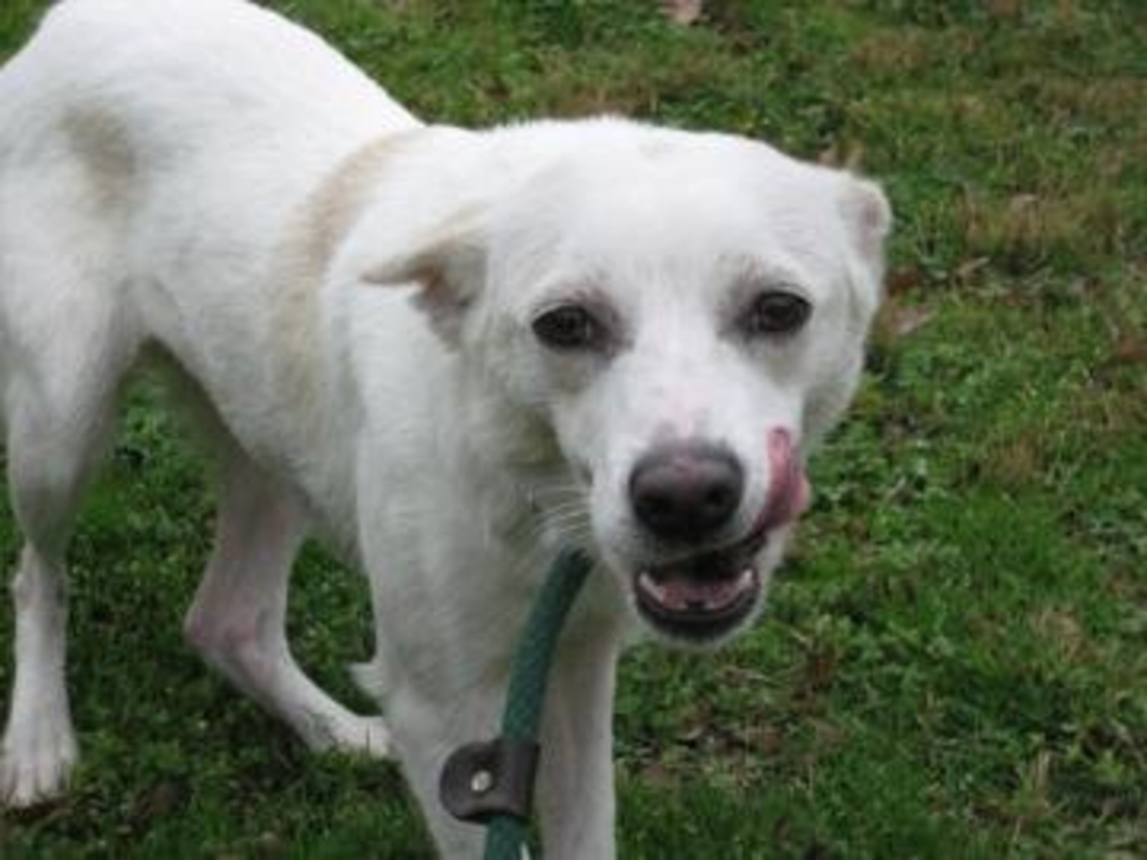 Foxy is a 1-1/2-year-old spayed female American Eskimo mix. Her animal ID is A07312051. Meet Foxy! She has quite the story to tell. She was rescued from a hoarder in Kentucky, where she was living with more than 300 dogs! She is here with us now looking for a home here in the big city! She liked living in the country, but she is excited to live life in Atlanta. Come visit Foxy today -- you won't regret it!