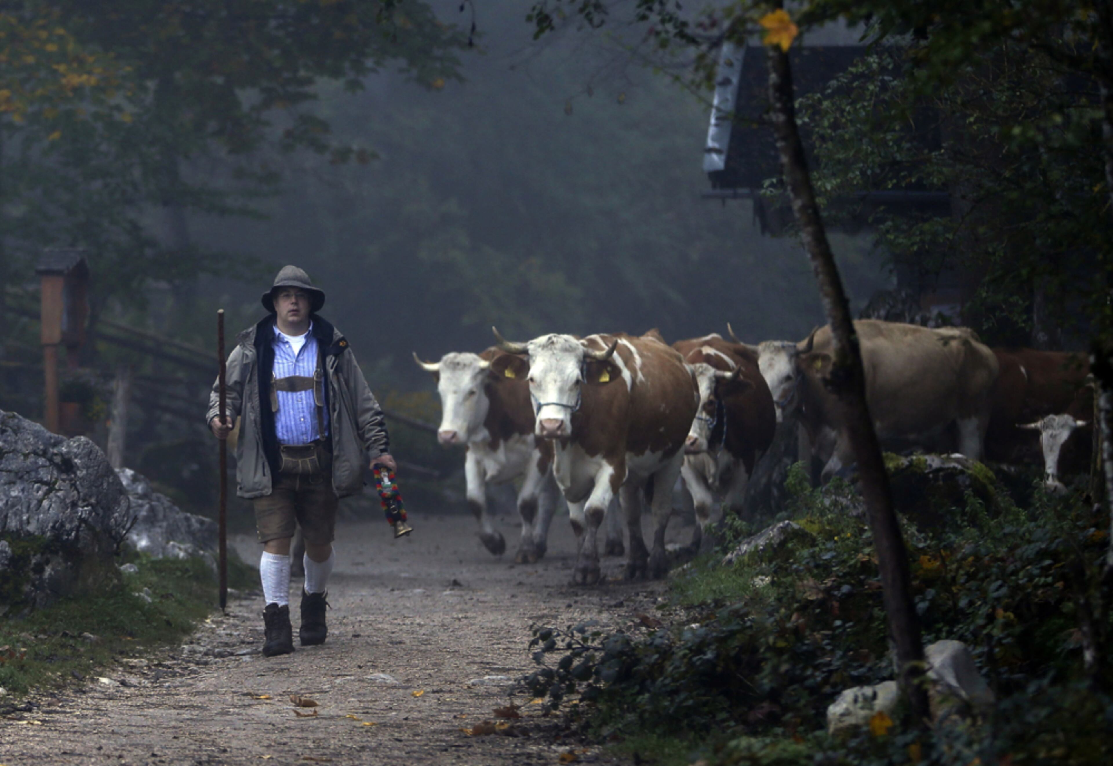 'TIL THE COWS COME HOME--A Bavarian herdsmen leads his beasts on a path to a boat that carry them across lake Koenigssee near Berchtesgaden, southern Germany, Wednesday, Oct. 3, 2012. The trip by boat is the only way to bring the cattle from their remote summer mountain-pastures back to their homestead.