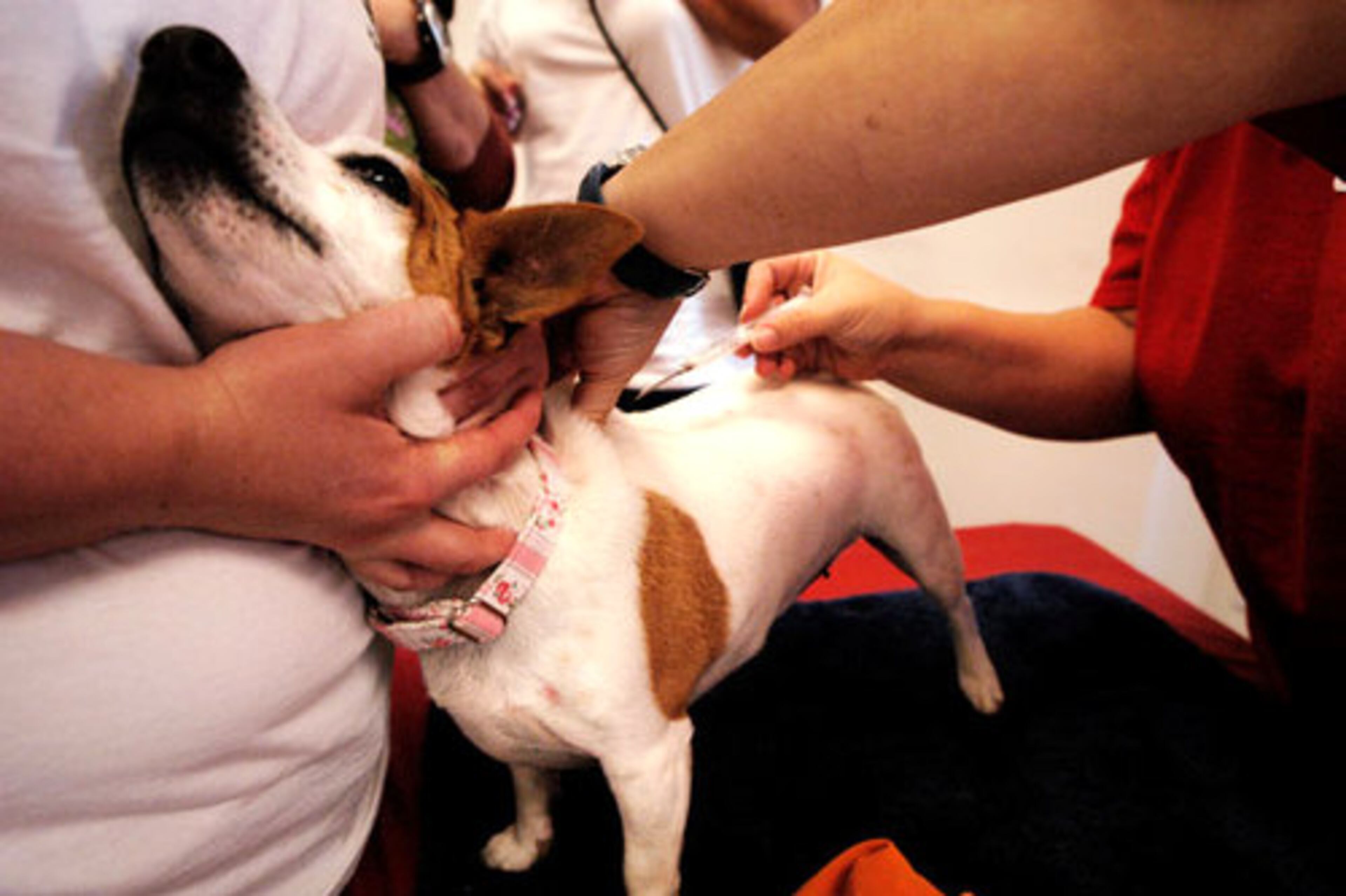 Southeast Pug Rescue and Adoptions volunteers also offered $25 microchipping services to PugFest attendees like Maggie, a five-year-old Jack Russell terrier.