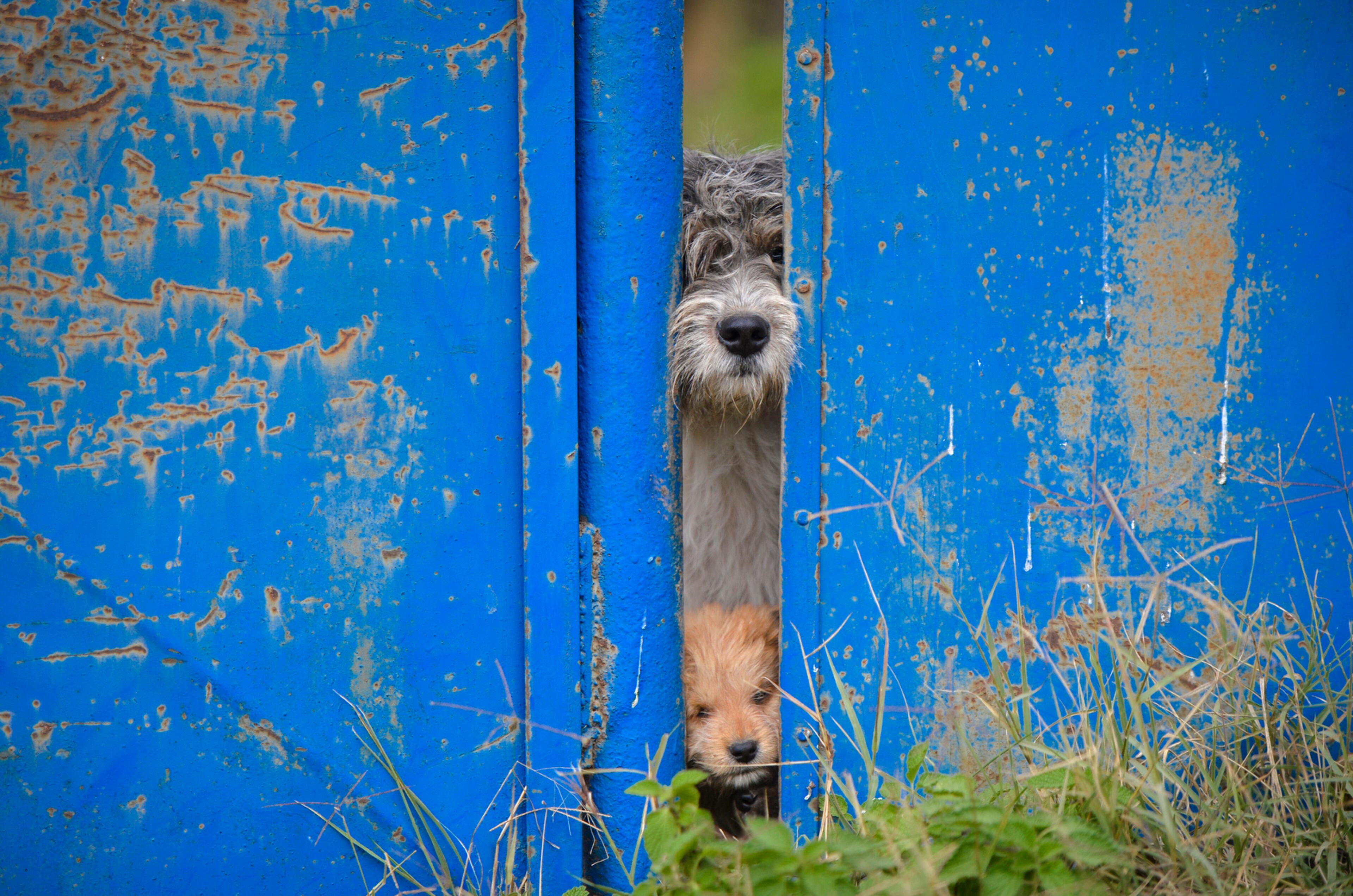 A stray dog and a puppy peer from behind a fence in Bucharest, Romania, Thursday, Oct. 20, 2016. The stray dog population of the Romanian capital is above 60 thousand according to city hall sources. (AP Photo/Andreea Alexandru)