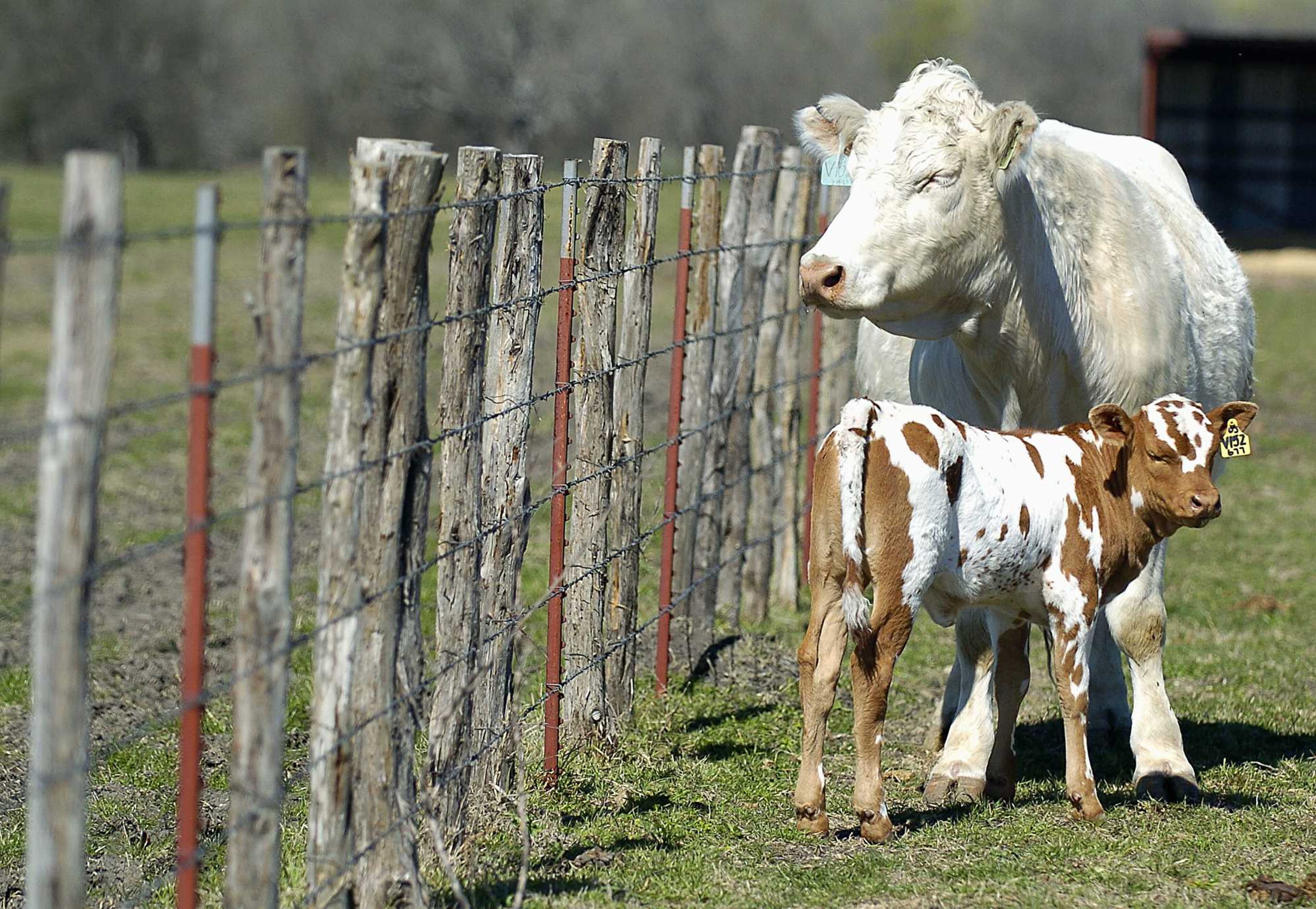 Ricardo B. Brazziell AMERICAN-STATESMAN 3/5/07 ViaGen Inc. is an animal cloning company based in Austin Texas.