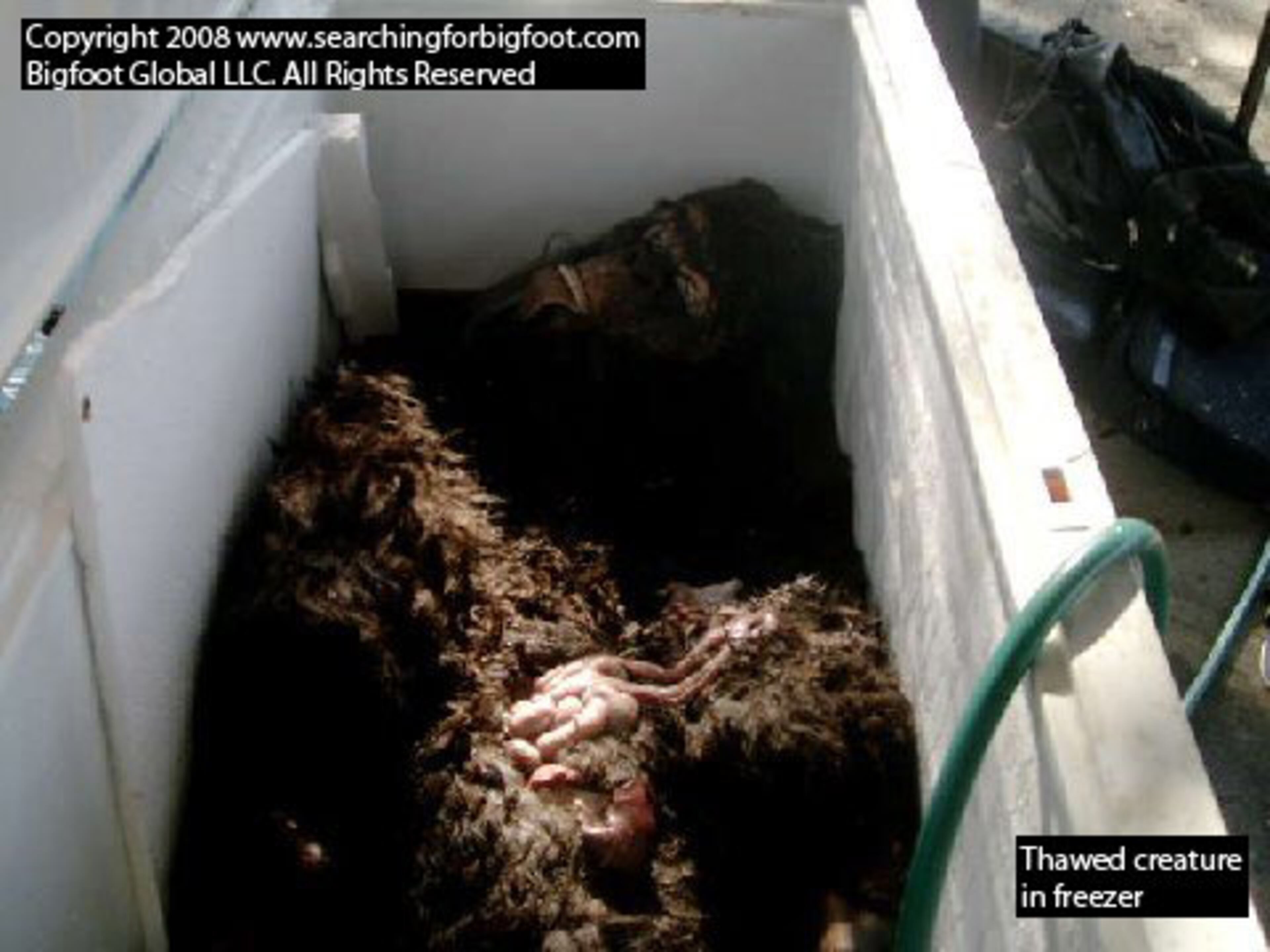 In the end, Bigfoot turns out to be an empty monkey suit kept in a freezer.