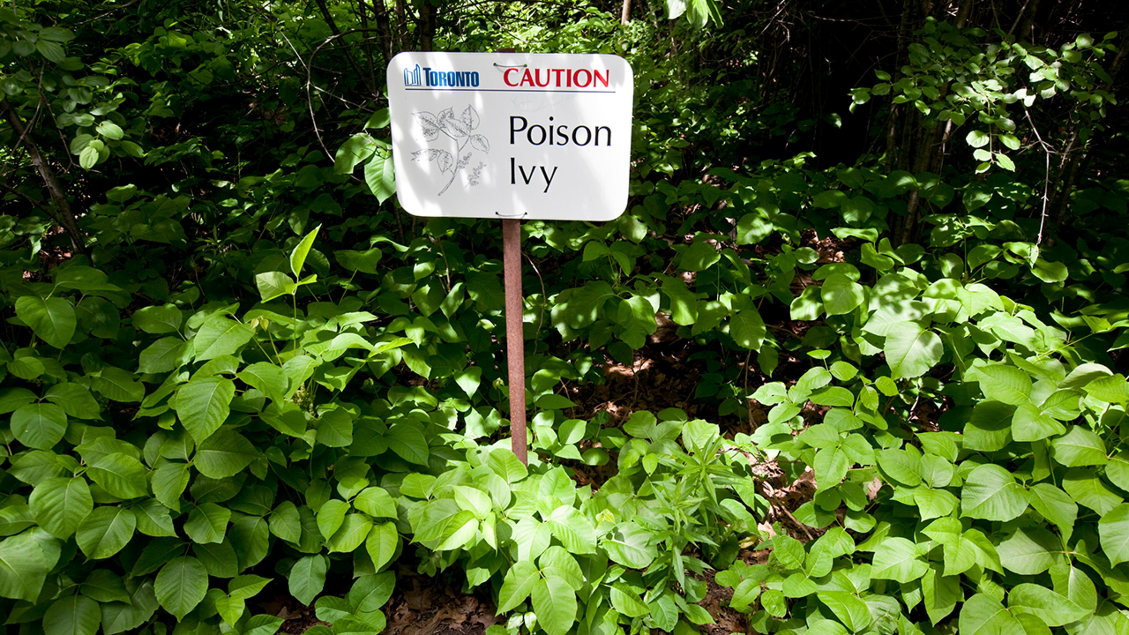 (David Cooper/Toronto Star via Getty Images)