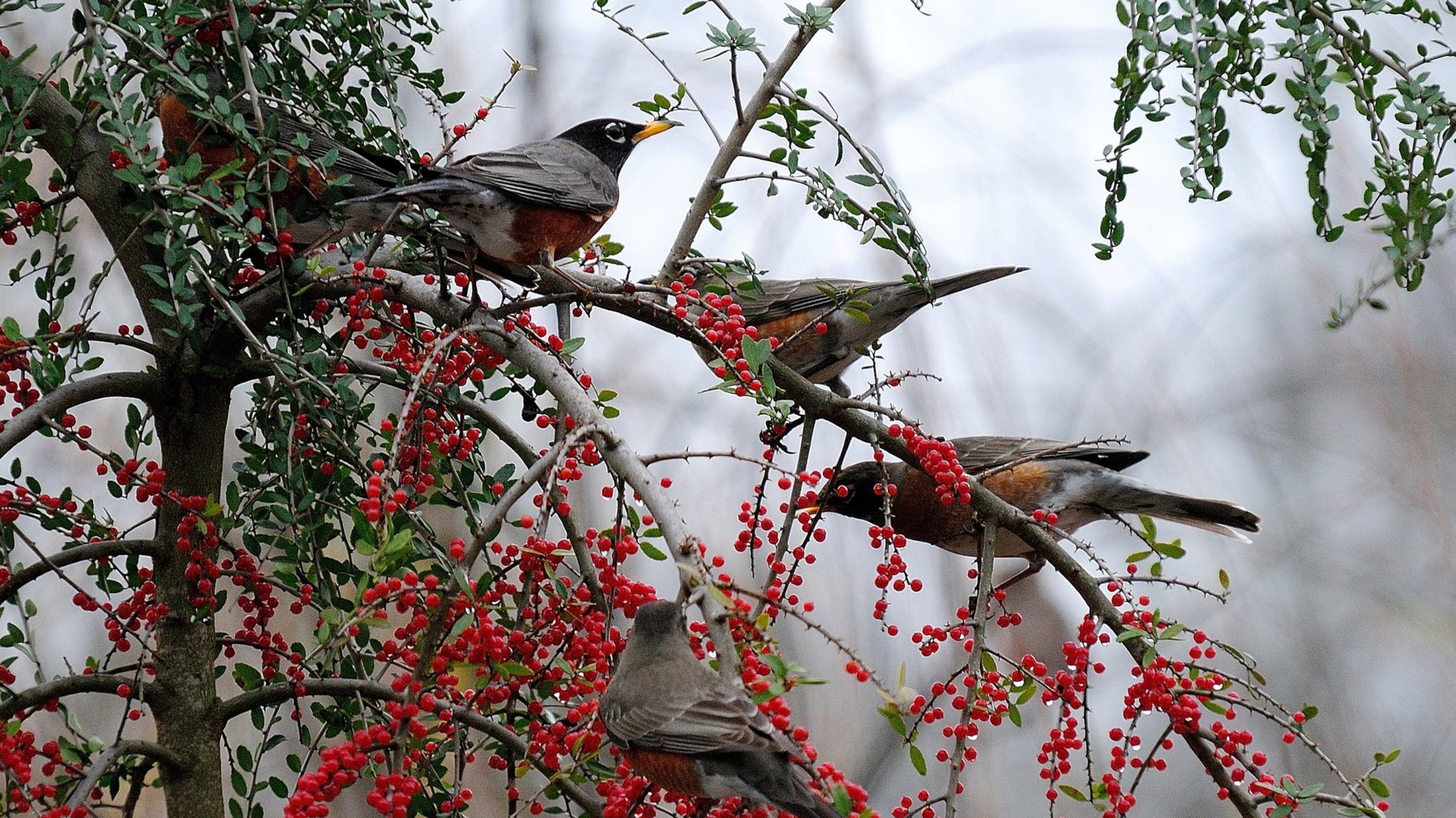 Yaupon hollies feed numerous birds, including American robins. (Norman Winter/TNS)