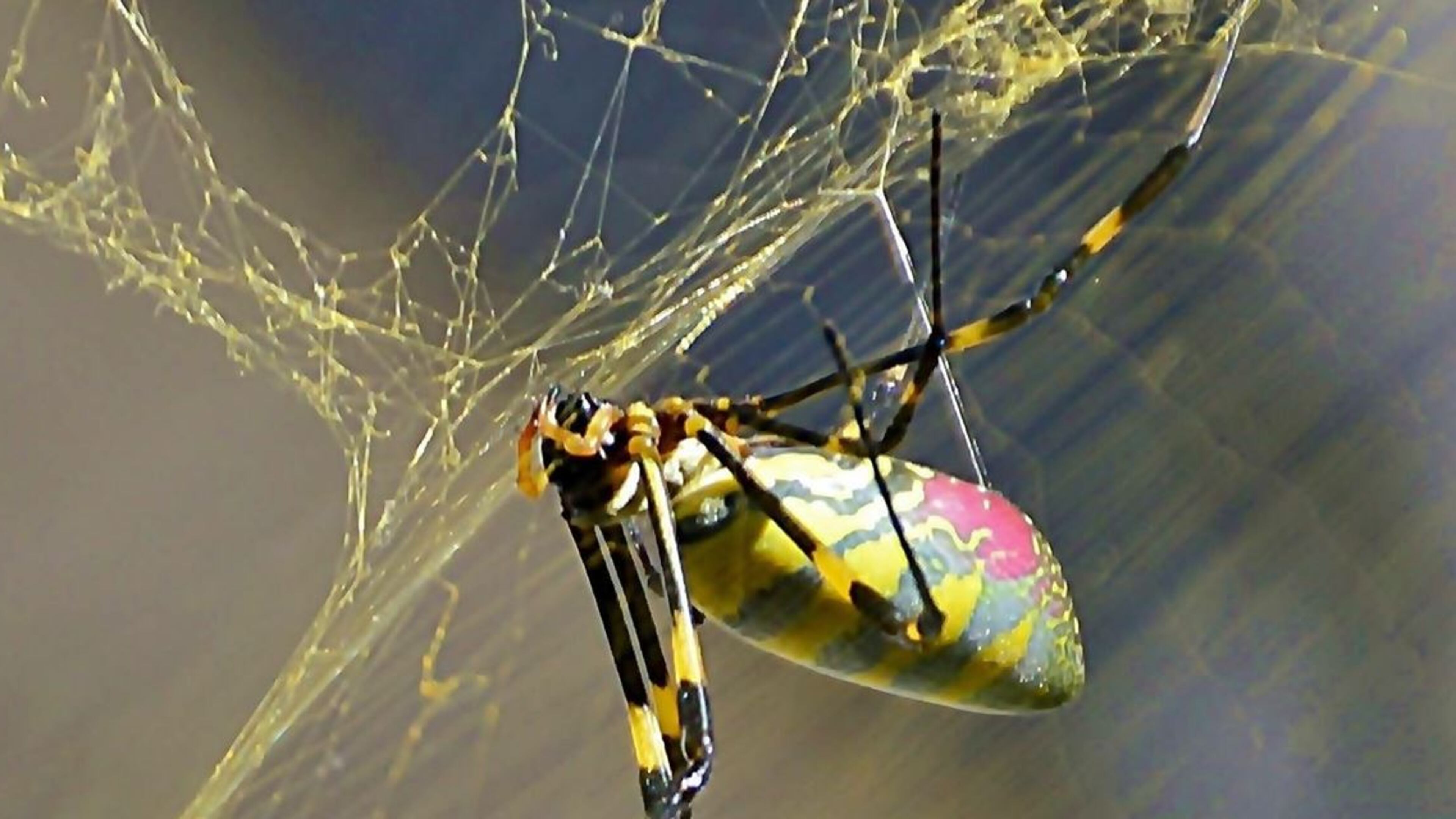 Joro spider from Asia has apprently decided it likes Georgia. UGA reearchers are tracking their movement and prevelance. CREDIT: Mike Ashmore of Braselton