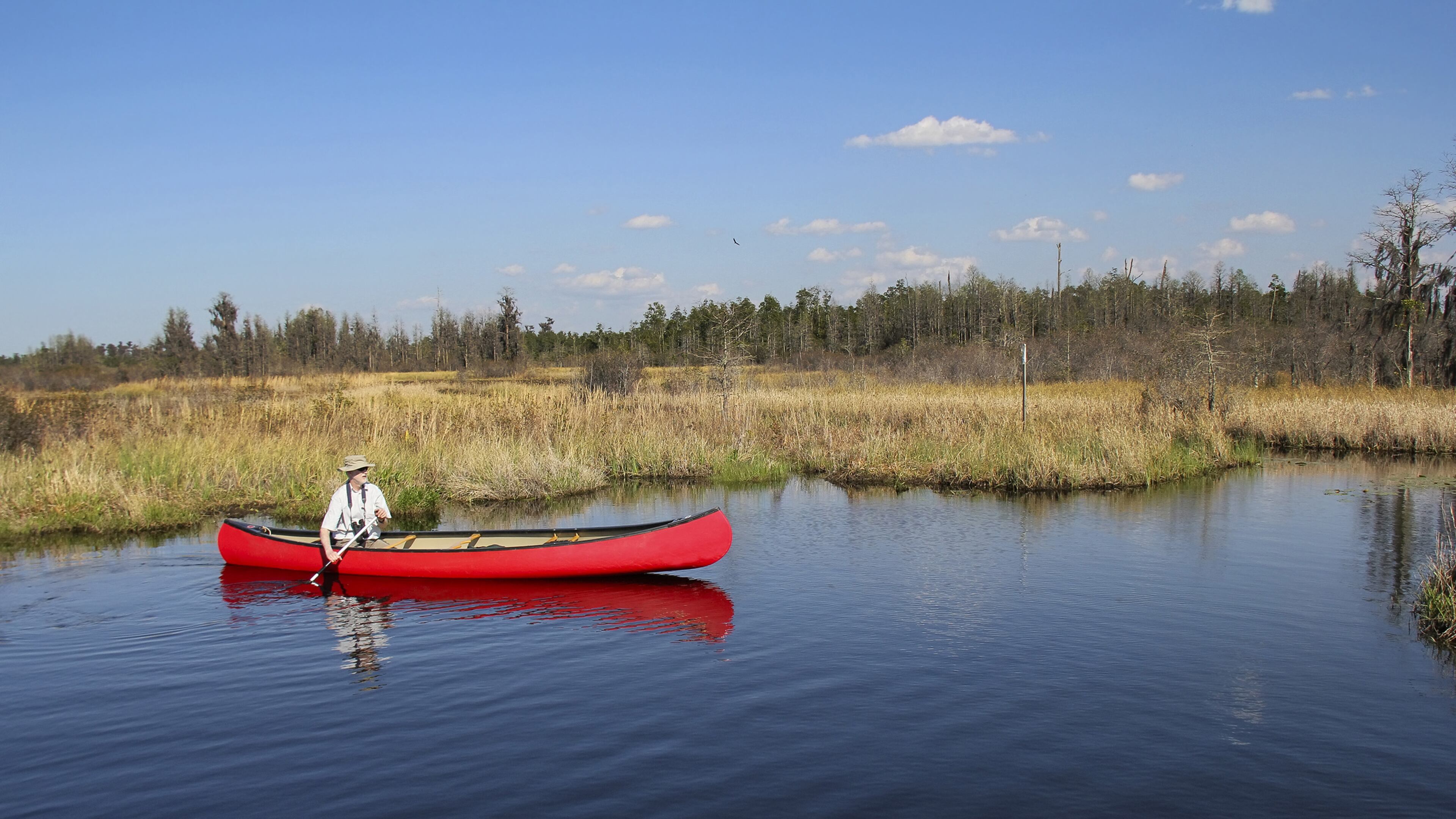 Georgia’s Okefenokee National Wildlife Refuge, the largest intact blackwater swamp in North America and a critical home to thousands of plant and animal species, will be proposed for listing as a World Heritage Site. (Brian Lasenby/Dreamstime/TNS)