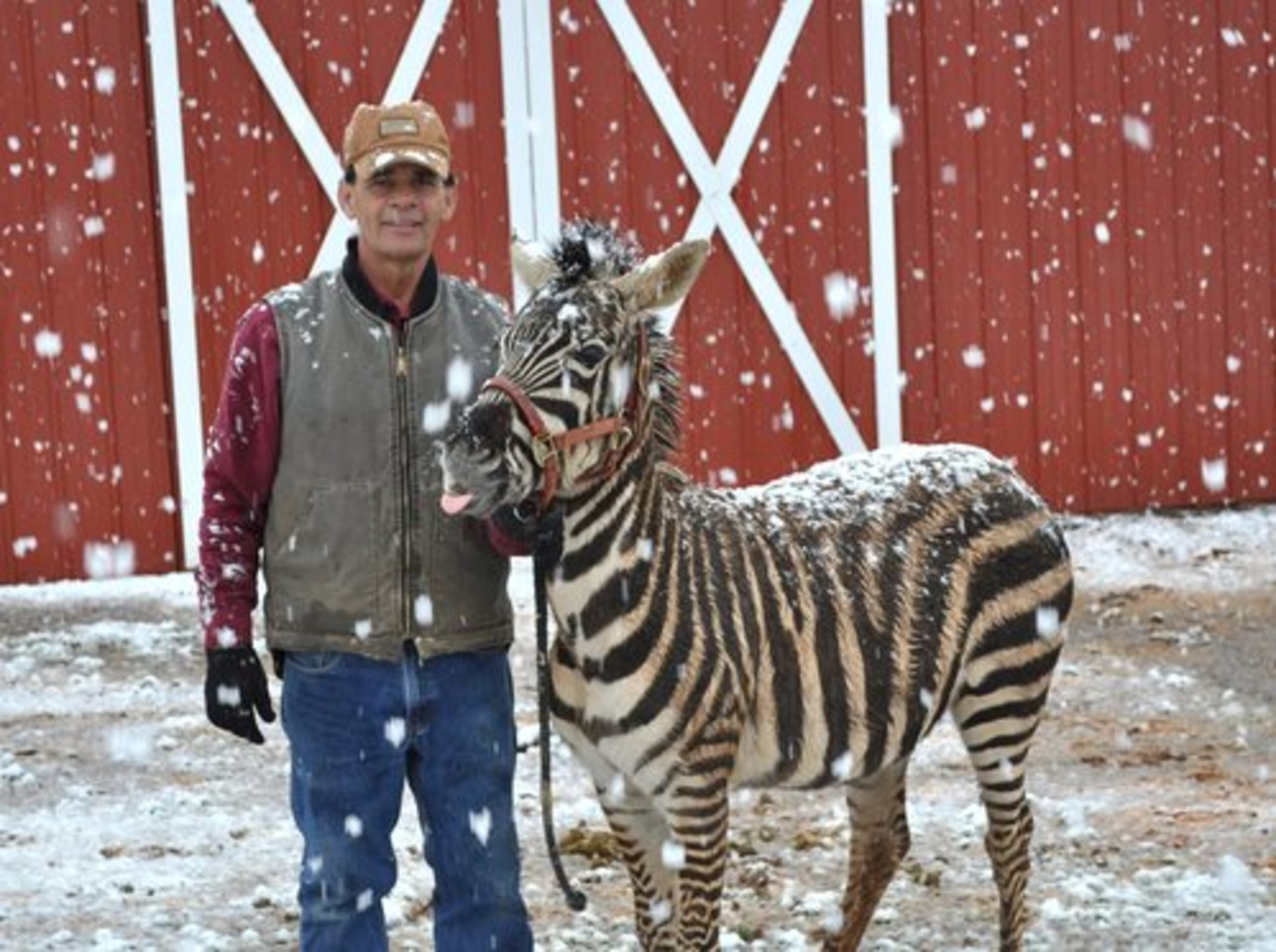 IT'S BEEN almost a year since Evidence the Zebra made his Atlanta "debut." He now lives at Noah's Ark in Locust Grove, and has a good friend in Noah's Ark co-founder Charles "Pop" Hedgecoth Sr.