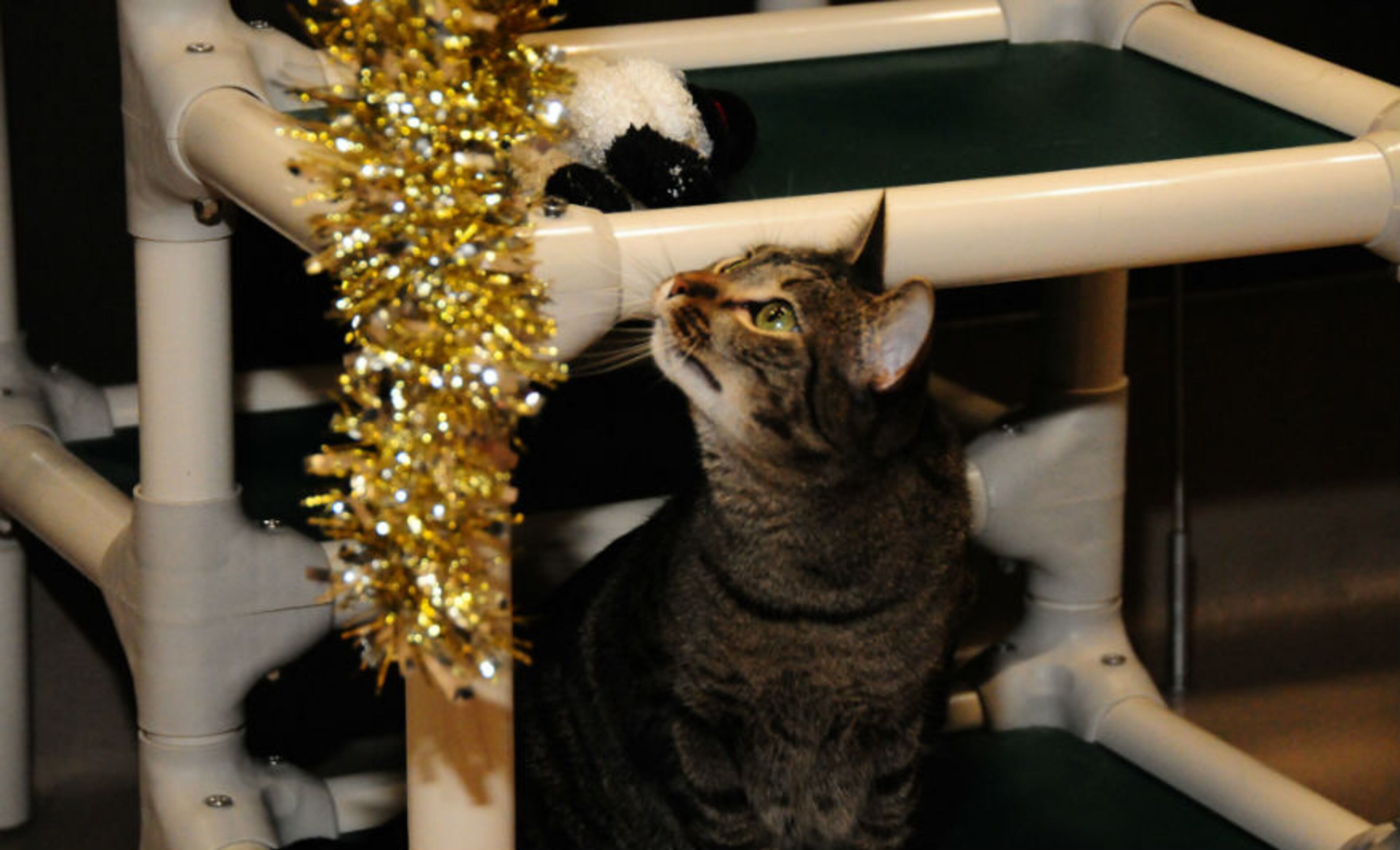 Give an animal a loving home this holiday. Lola is available for adoption at the Mansell location of the Atlanta Humane Society. Atlanta Humane Society places approximately 8,000 animals into forever homes each year. For additional information, please email contact@atlantahumane.org.