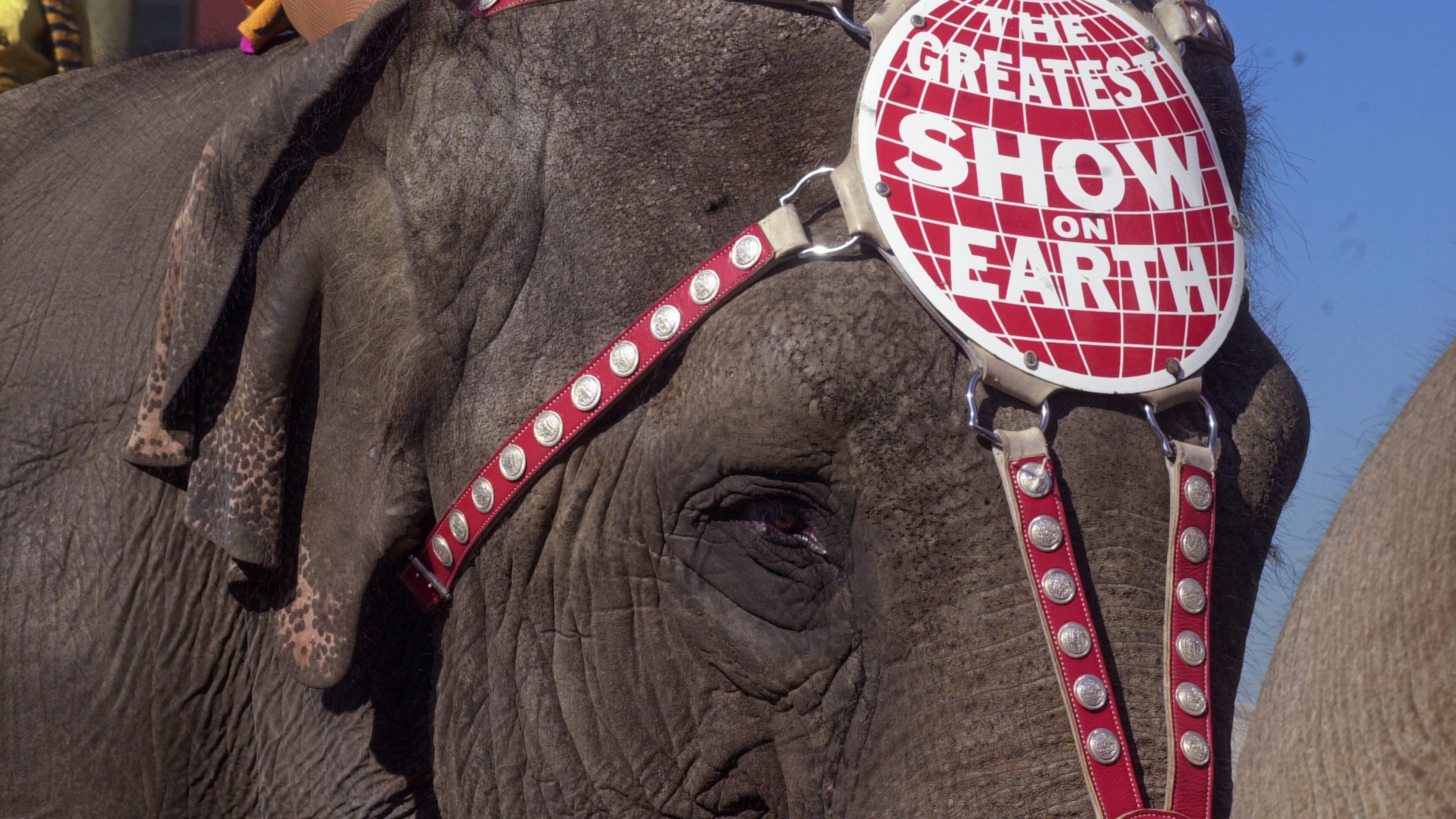 000221 - ATLANTA, GA -- One of the elephants displays the slogan, 'The Greatest Show on Earth', AKA the Ringling Bros. Barnum and Bailey Circus, as it walked the downtown streets of Atlanta in a Circus Parade Monday, February 21, 2000 as it wound a route near Centennial Olympic Park in downtown Atlanta. The Circus will be in town at Philips Arena through Feb. 27. (KIMBERLY SMITH/AJC staff)