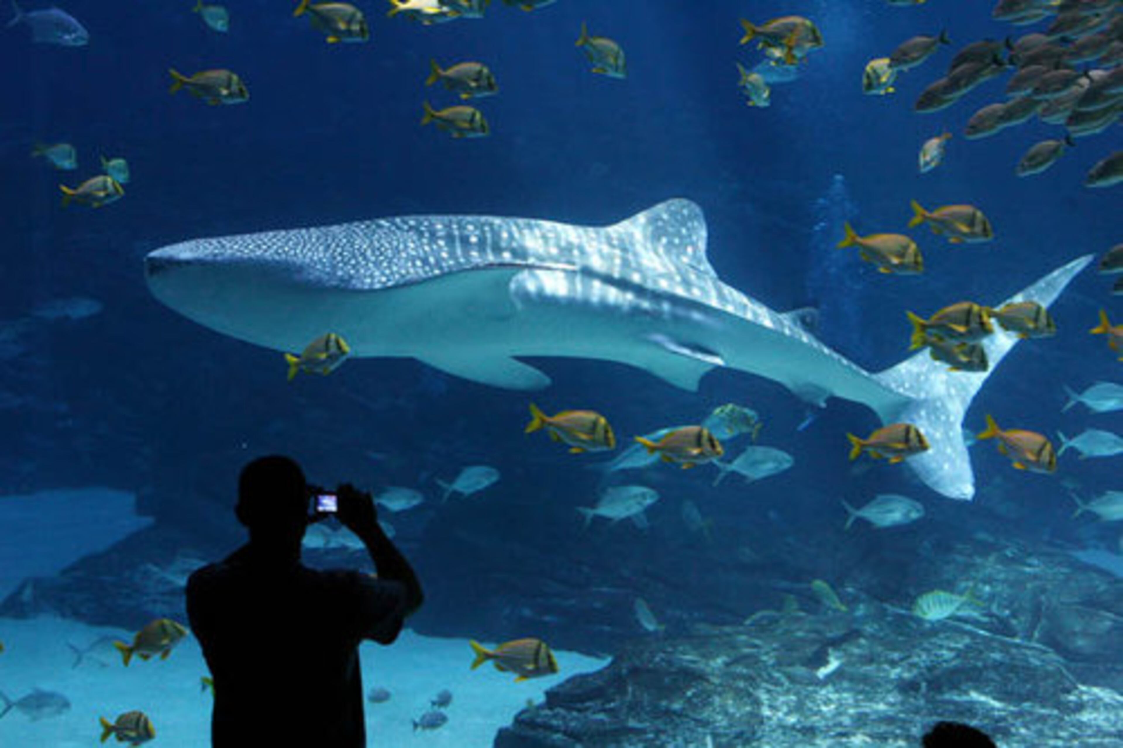 Leven will lead a facility that has seen attendance sag and recently gone through a leadership shakeup. Pictured here is a whale shark, the largest fish in the world. The Georgia Aquarium is the only facility outside of Asia to house whale sharks.