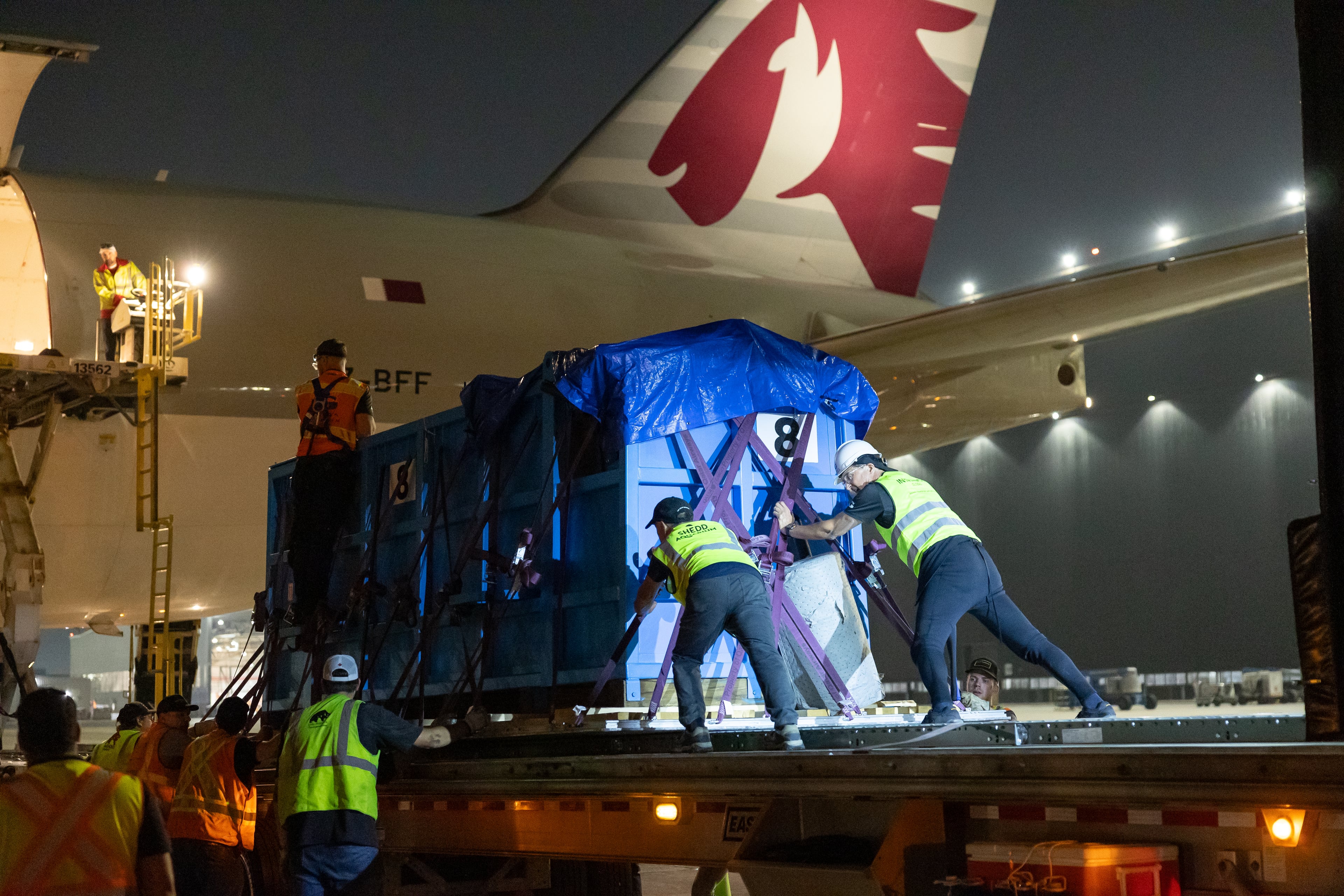 Balor and Zephyr, two beluga whales, were transported from Ontario, Canada, to Atlanta via a Qatar Airways cargo plane. (Courtesy of Georgia Aquarium)