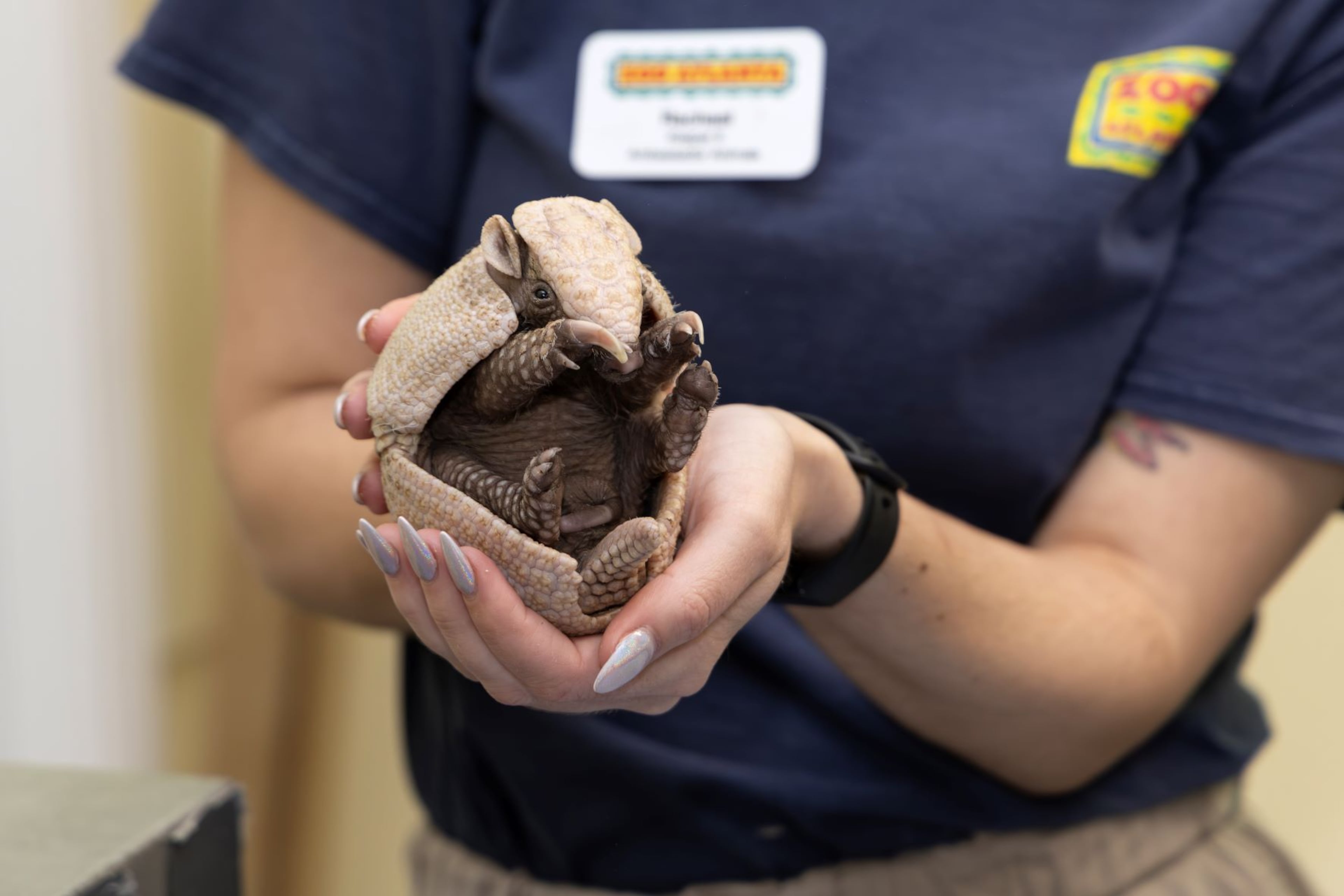 We don't have a name or gender yet, but we're already good at being very cute. (Courtesy of Zoo Atlanta)