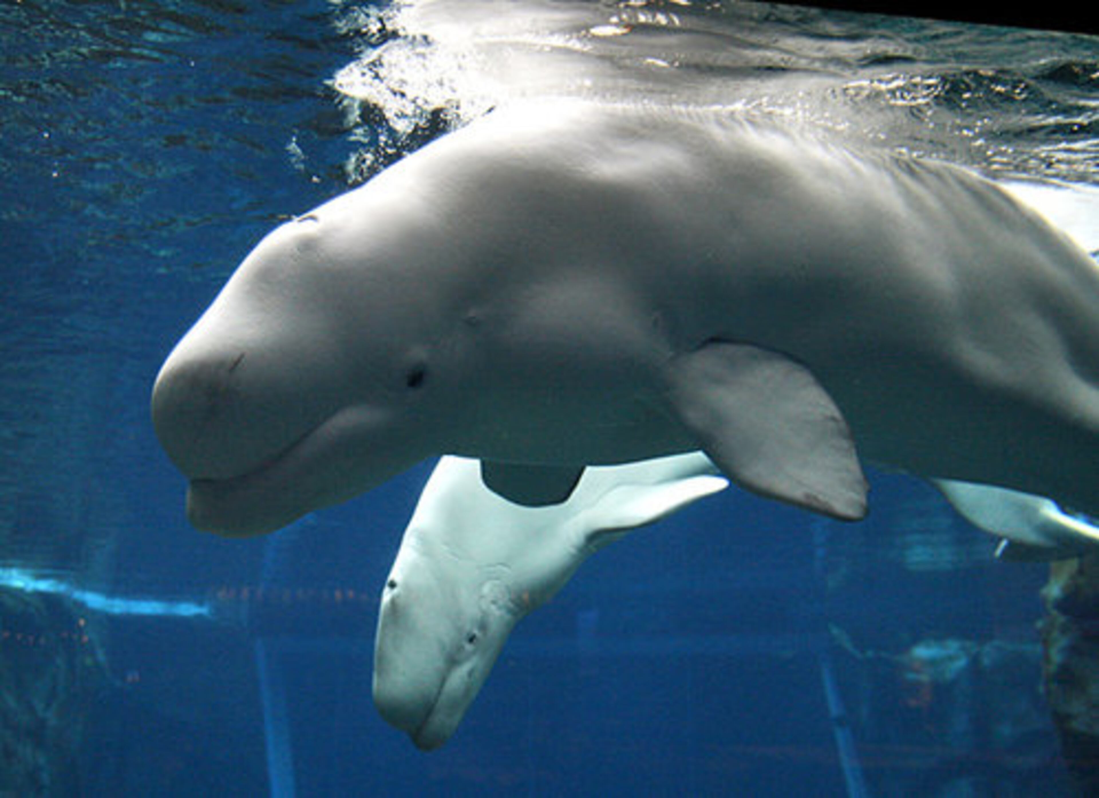 Beluga whales returned to the Georgia Aquarium on Tuesday and are expected to be open to the public starting Wednesday. The two whales, Beethoven (top) and Maris (bottom, were chosen for their compatibility.