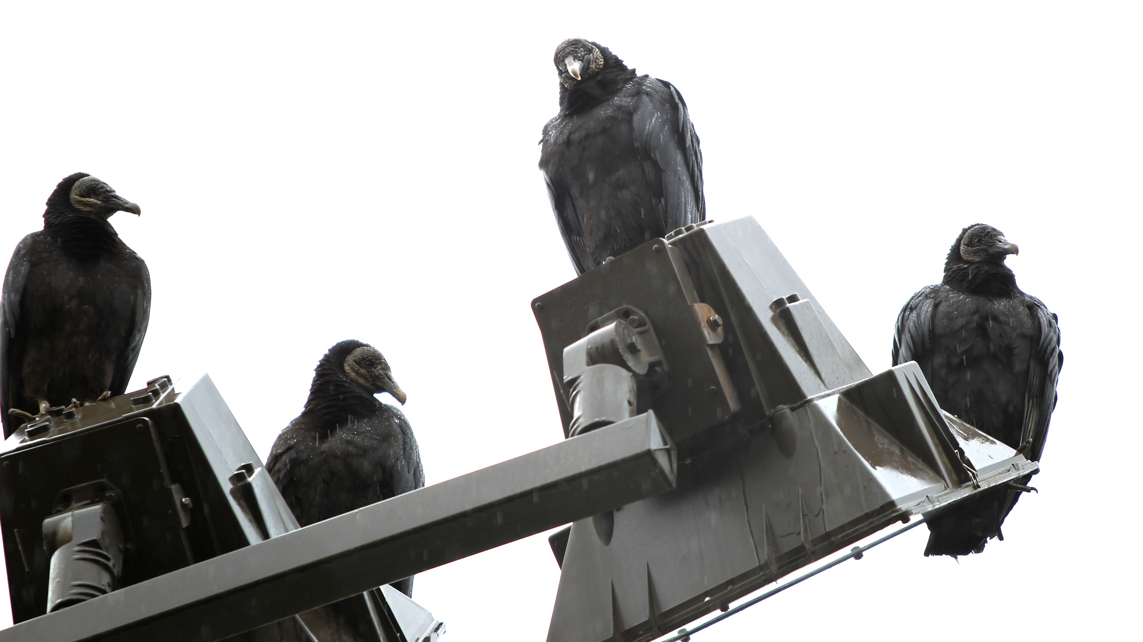 Vultures perch on the light posts at Rhodes Jordan Park in Gwinnett County last week. There were about 250 vultures in the park that posed a safety hazard to local aircrafts, officials said. TAYLOR CARPENTER / TAYLOR.CARPENTER@AJC.COM