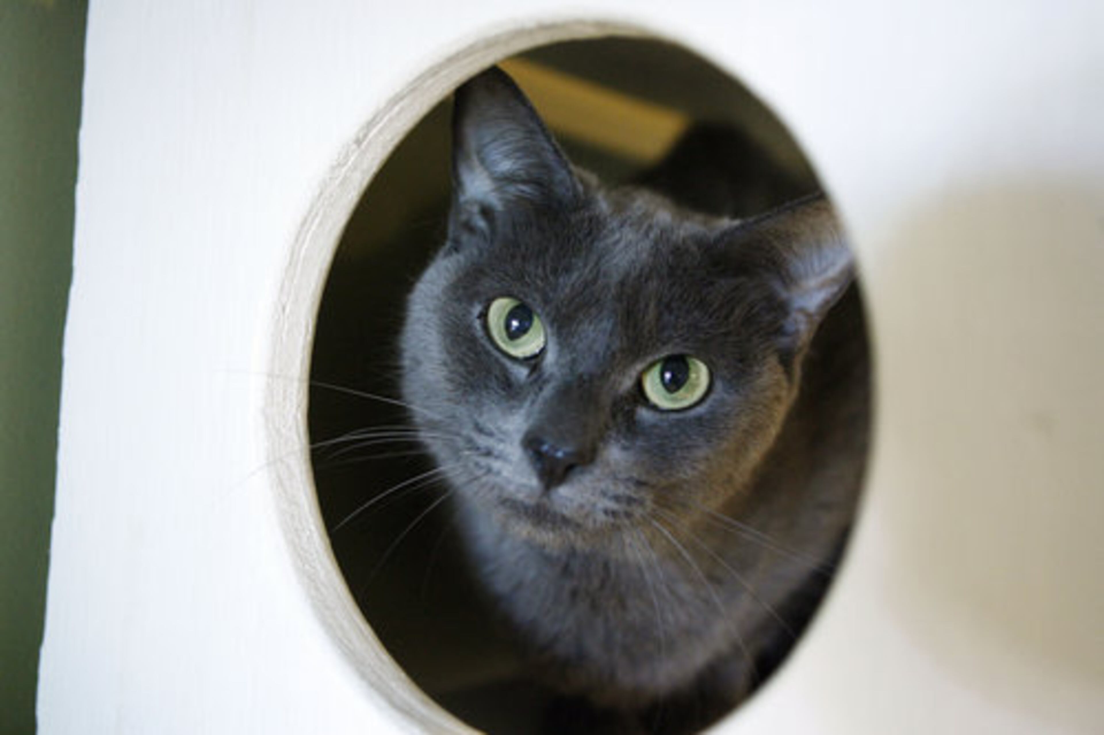 Andy is not happy. His owners dropped him and his brother off at Southern Hope because their home is in foreclosure and they can't keep the pets.