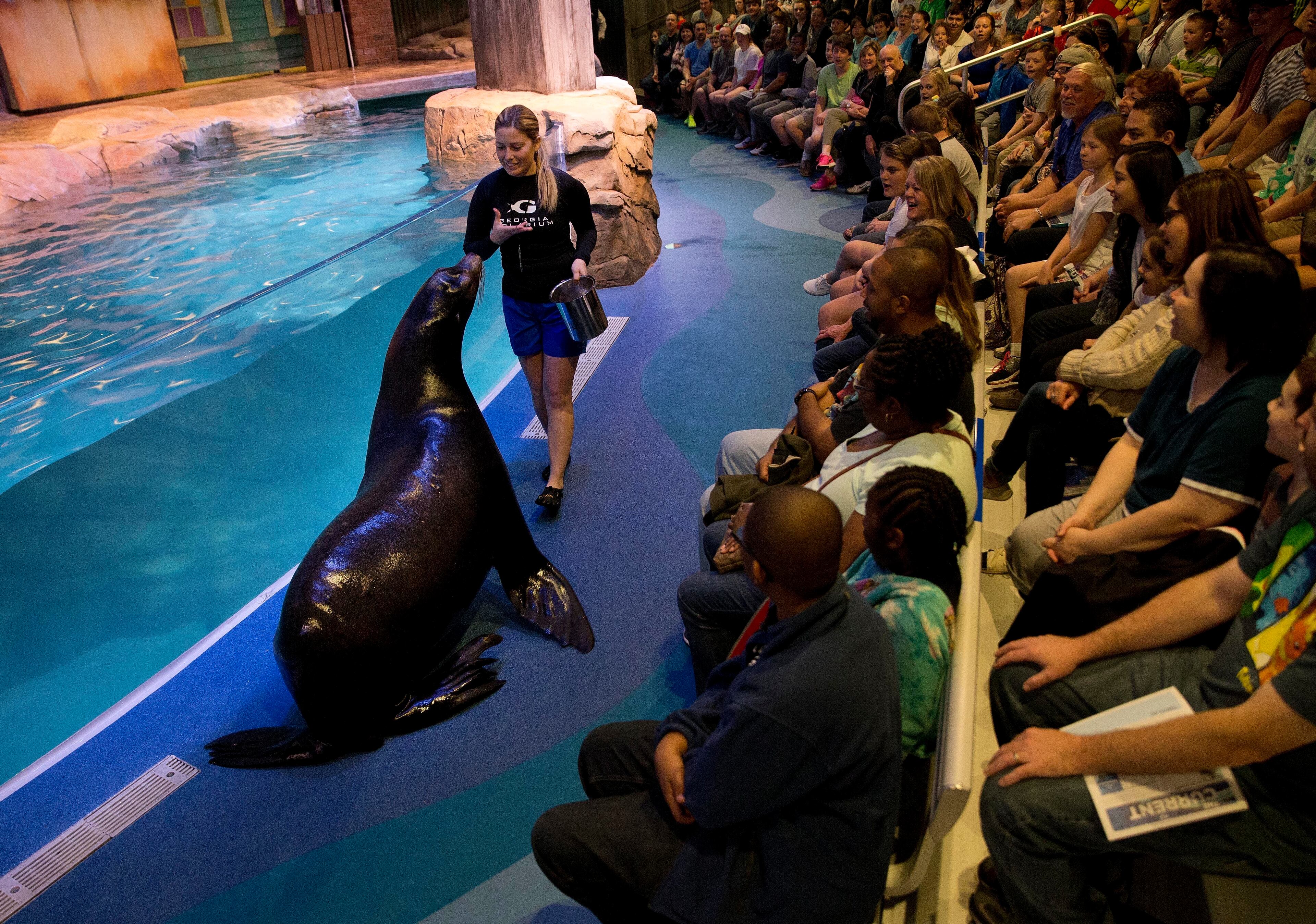 Trainer Caterina Bloomquist gives the crowd a close-up look at Nav, an 500-pound California sea lion at the Georgia Aquarium Thursday, March 31, 2016, in Atlanta. As part of the aquarium's 10th anniversary celebration, it's introducing 14 rescued California sea lions.(AP Photo/John Bazemore)