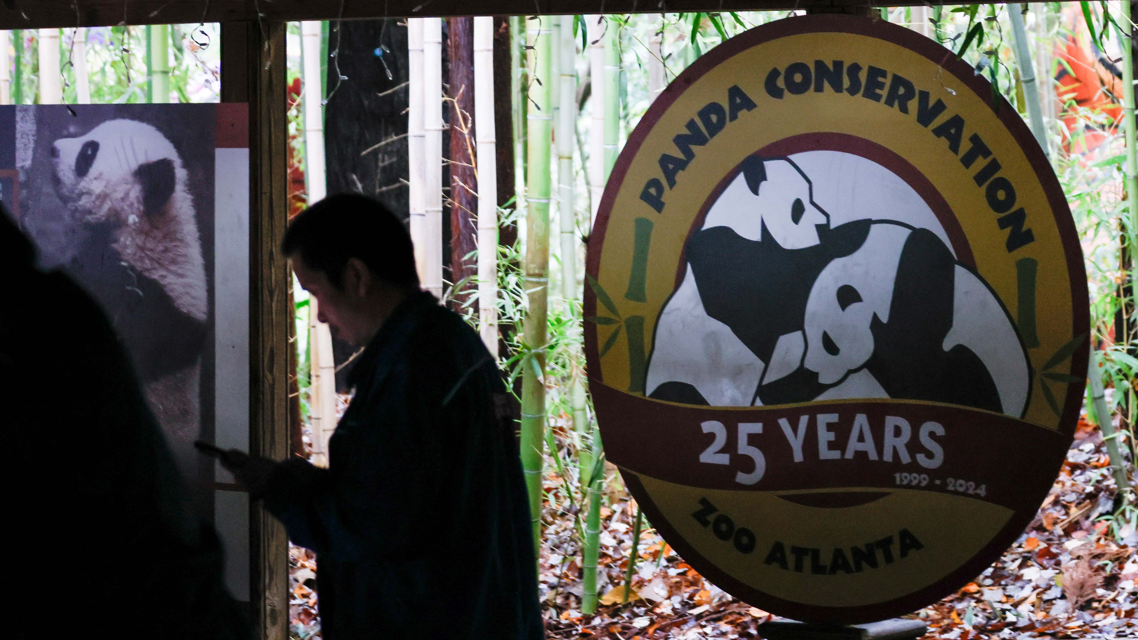 Zoo Atlanta is confidently adapting following the recent departure of its beloved Panda exhibition to China. Despite this change, one of the shops remains open and continues to offer an extensive selection of panda souvenirs for visitors.
(Miguel Martinez / AJC)
