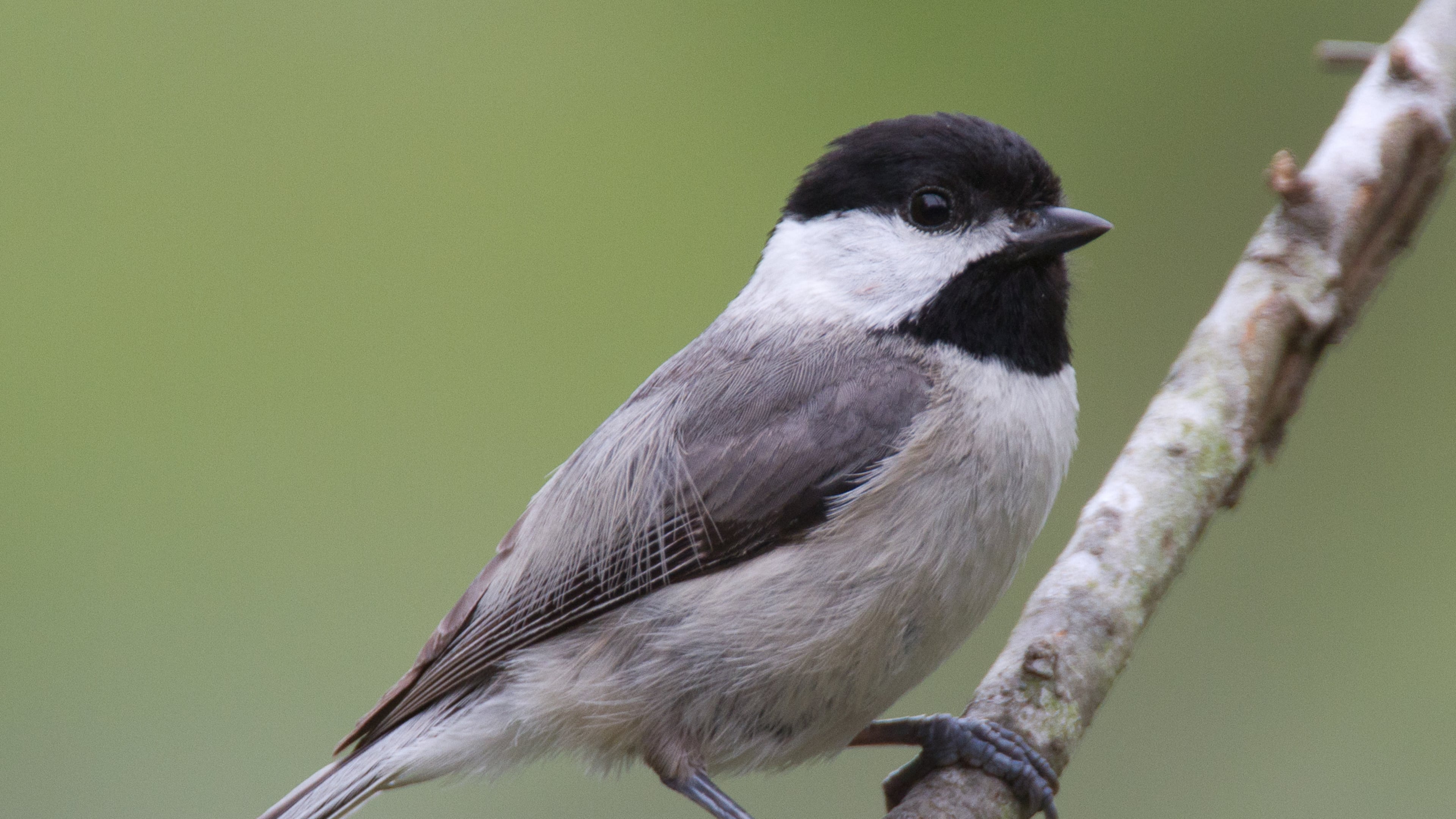 The Carolina chickadee is typically the leader of flocks of small birds that also usually include tufted titmice and white-breasted nuthatches. By traveling together, the birds are more adept at finding food and protecting themselves from predators. (Dan Pancamo/Creative Commons. License: https://creativecommons.org/licenses/by-sa/4.0)