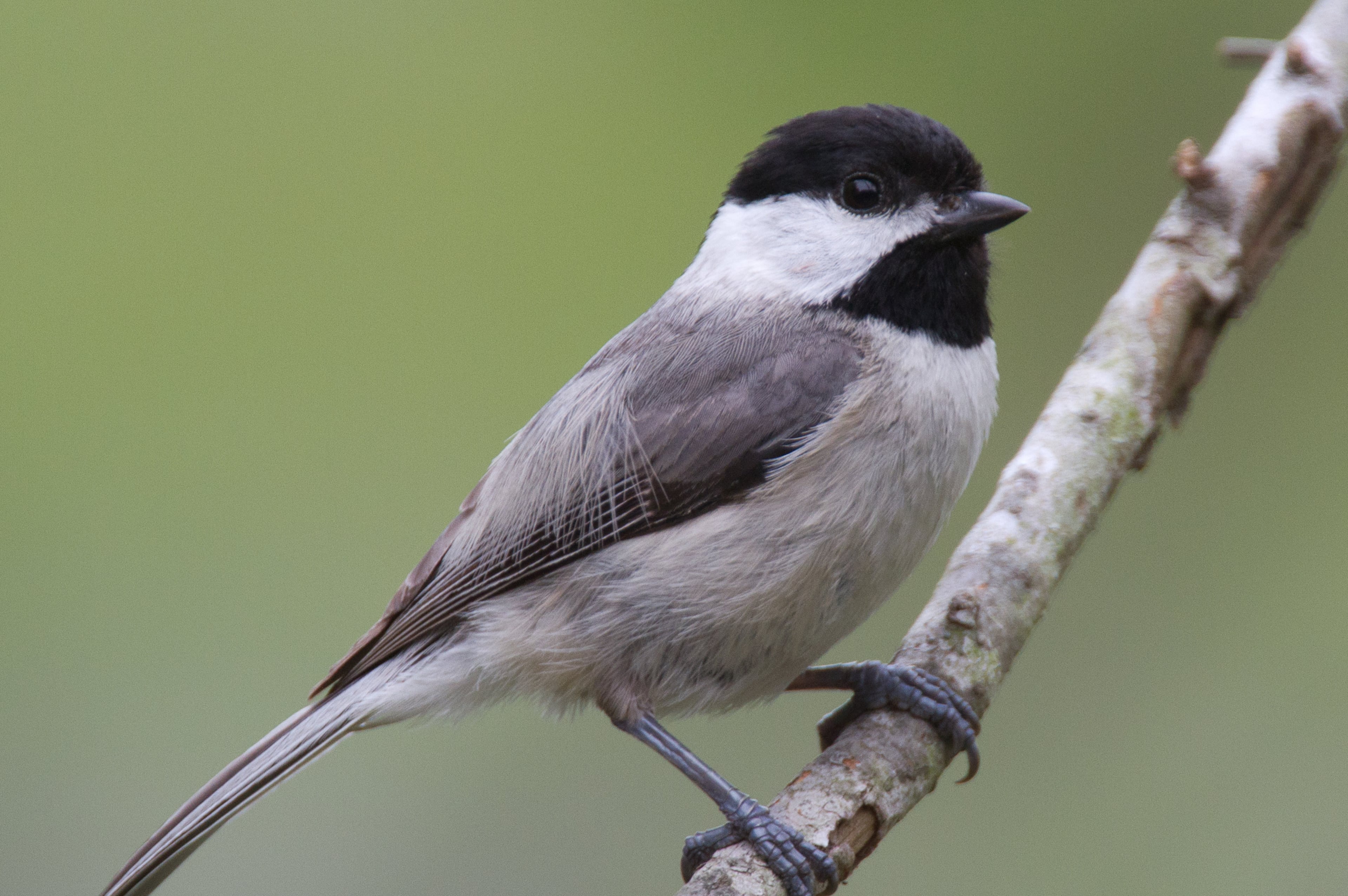 Carolina chickadee