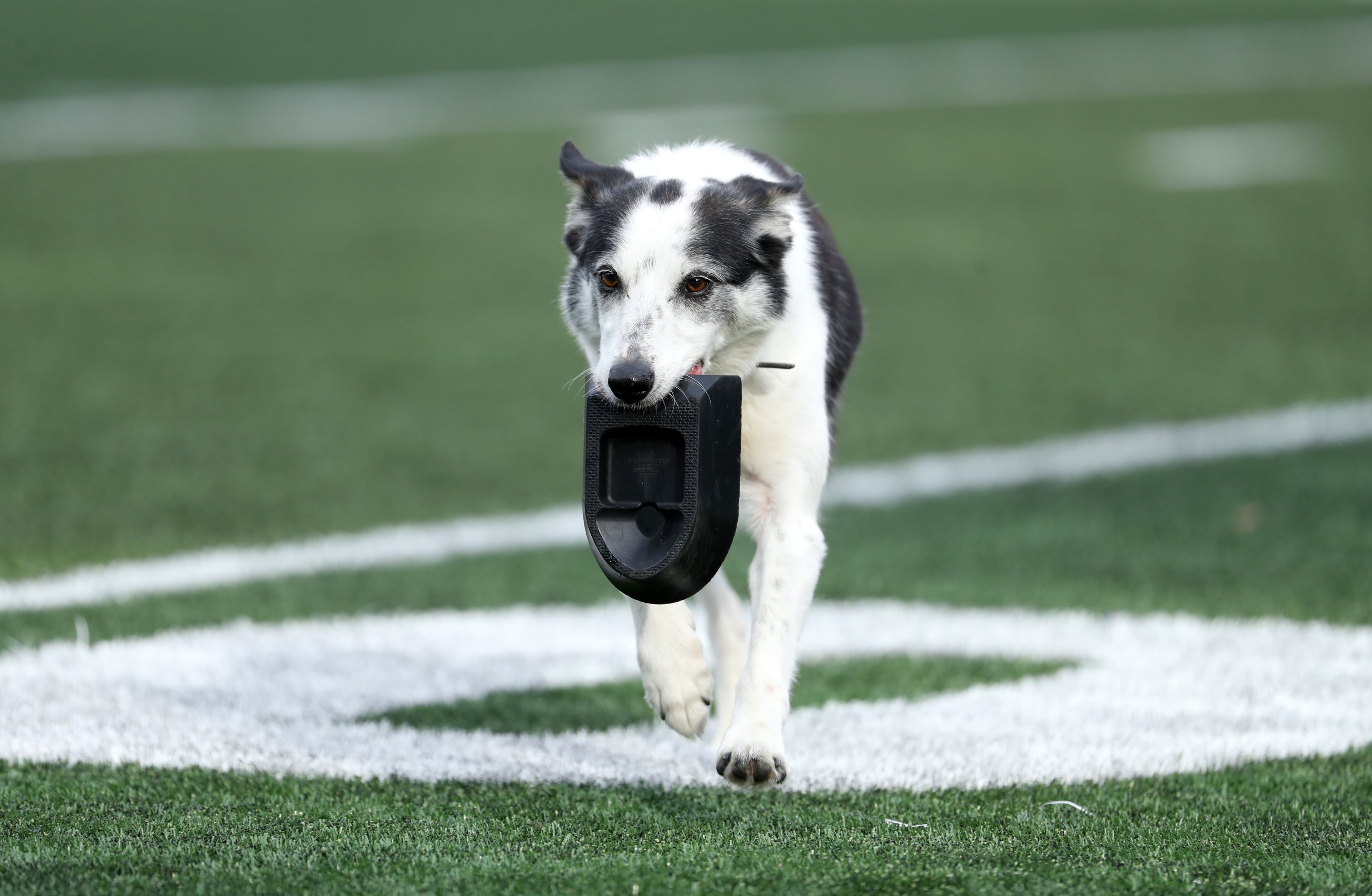 November 25, 2017 - Atlanta, Ga: A dog retrieved the kicking tee after the Georgia State Panthers kicked off following their first touchdown in the first half against the Appalachian State Mountaineers at GSU Stadium Saturday, November 25, 2017, in Atlanta. PHOTO / JASON GETZ