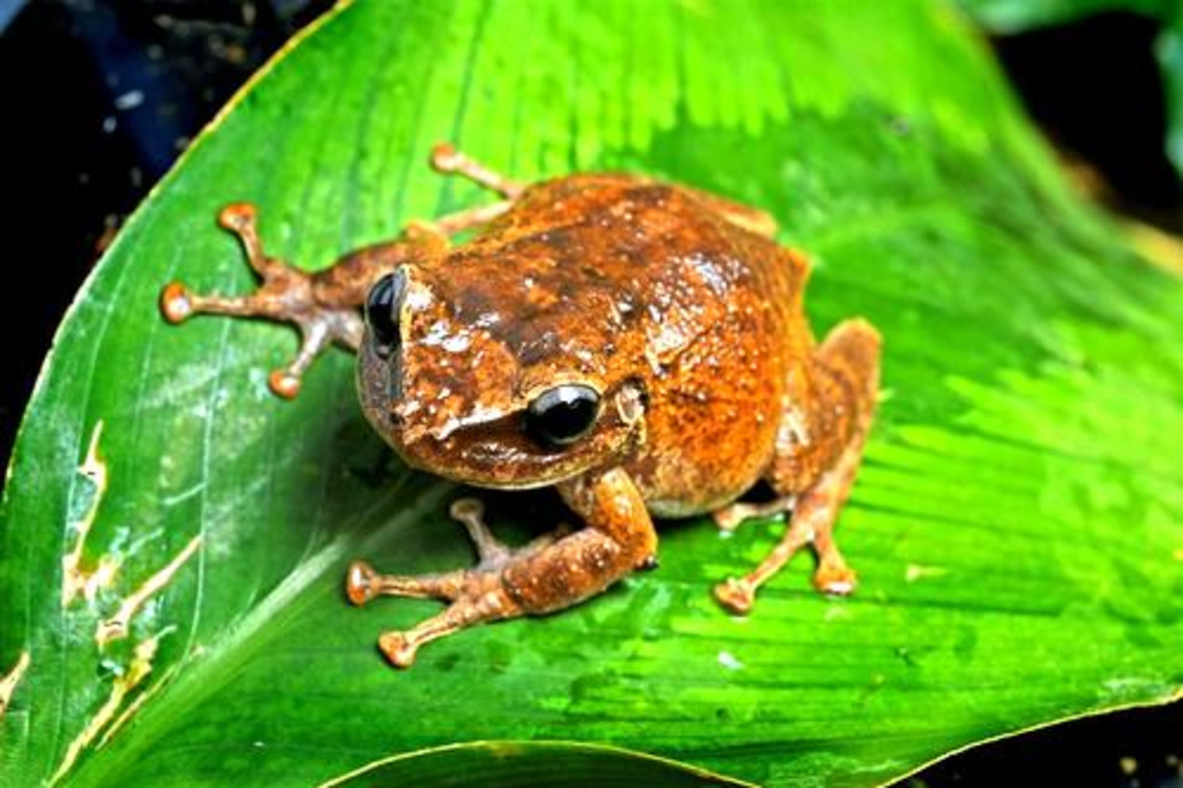 Puerto Rican Coqui