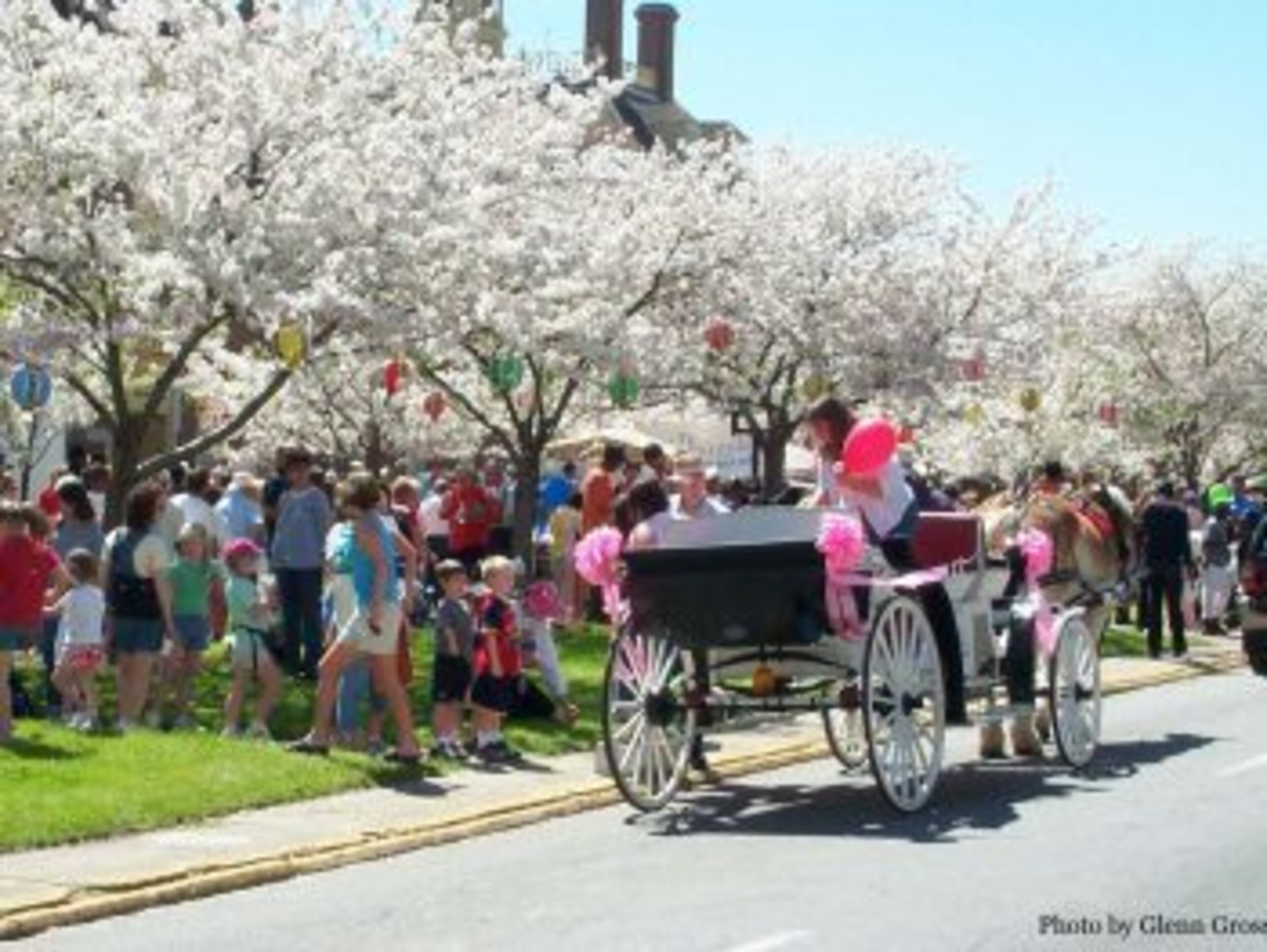 Macon's International Cherry Blossom Festival celebrates the city's over 350,000 Yoshino cherry trees.