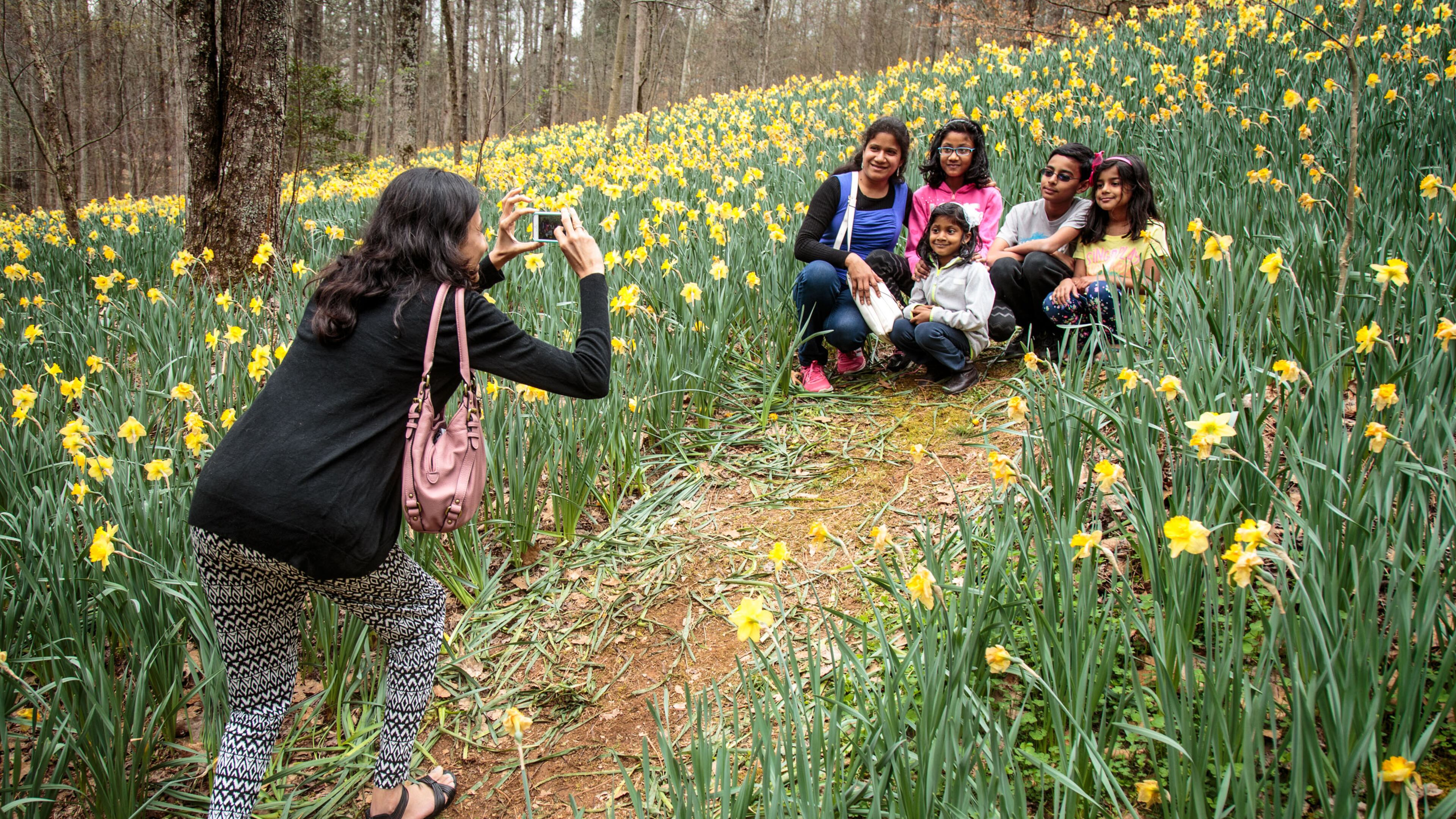 Shraddha Chandwadkar uses the daffodils as a backdrop for a family photo at the 5th Annual Daffodil Festival at Gibbs Gardens in Ball Ground, Ga. on Saturday March 19, 2016. STEVE SCHAEFER / SPECIAL TO THE AJC