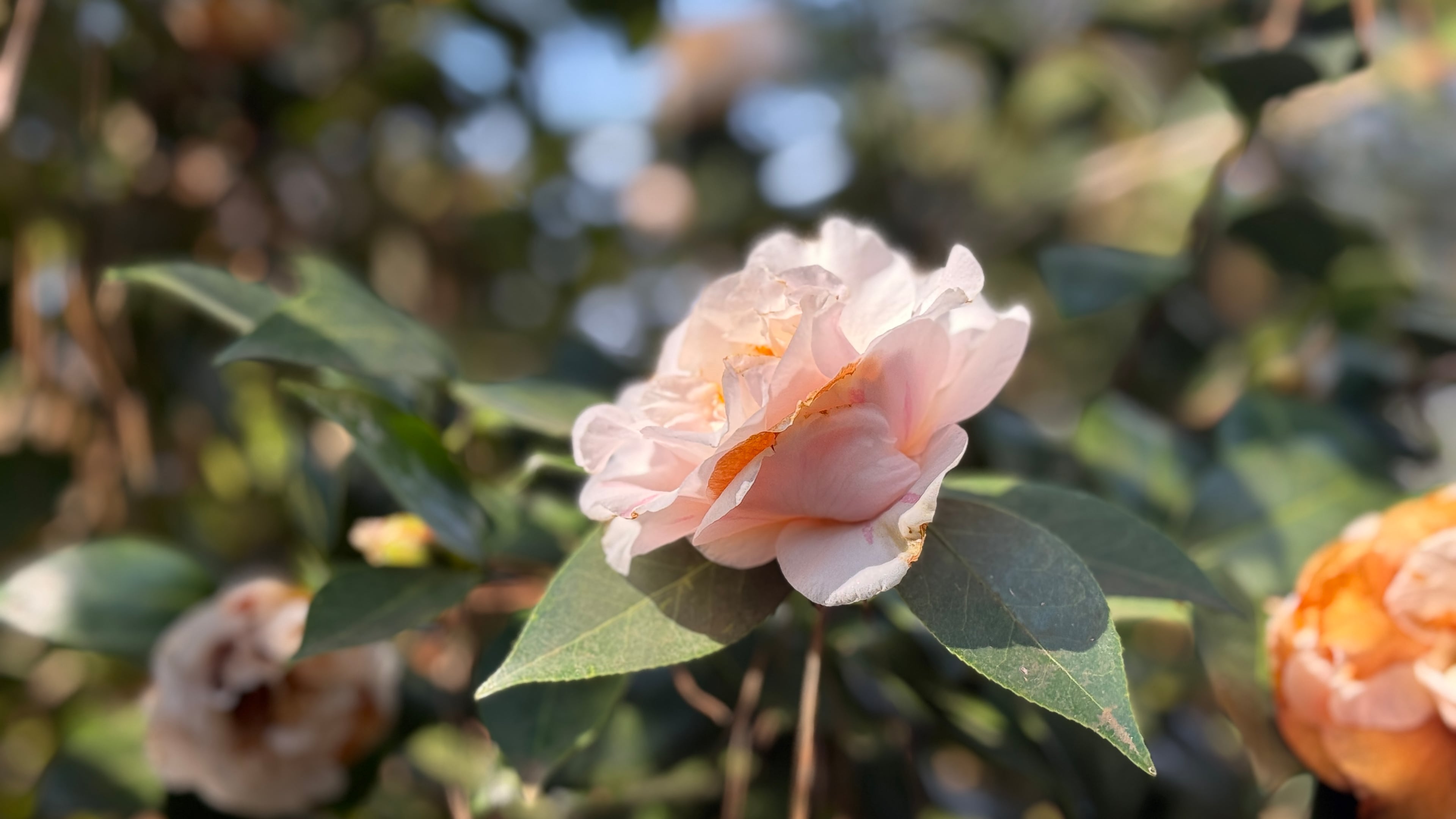 A camellia tree stands in full bloom at Massee Lane Gardens in Middle Georgia. More than 1,000 varieties of the shrublike evergreens cloud the garden’s roughly 9-acre tract with color. (Joe Kovac Jr./AJC)