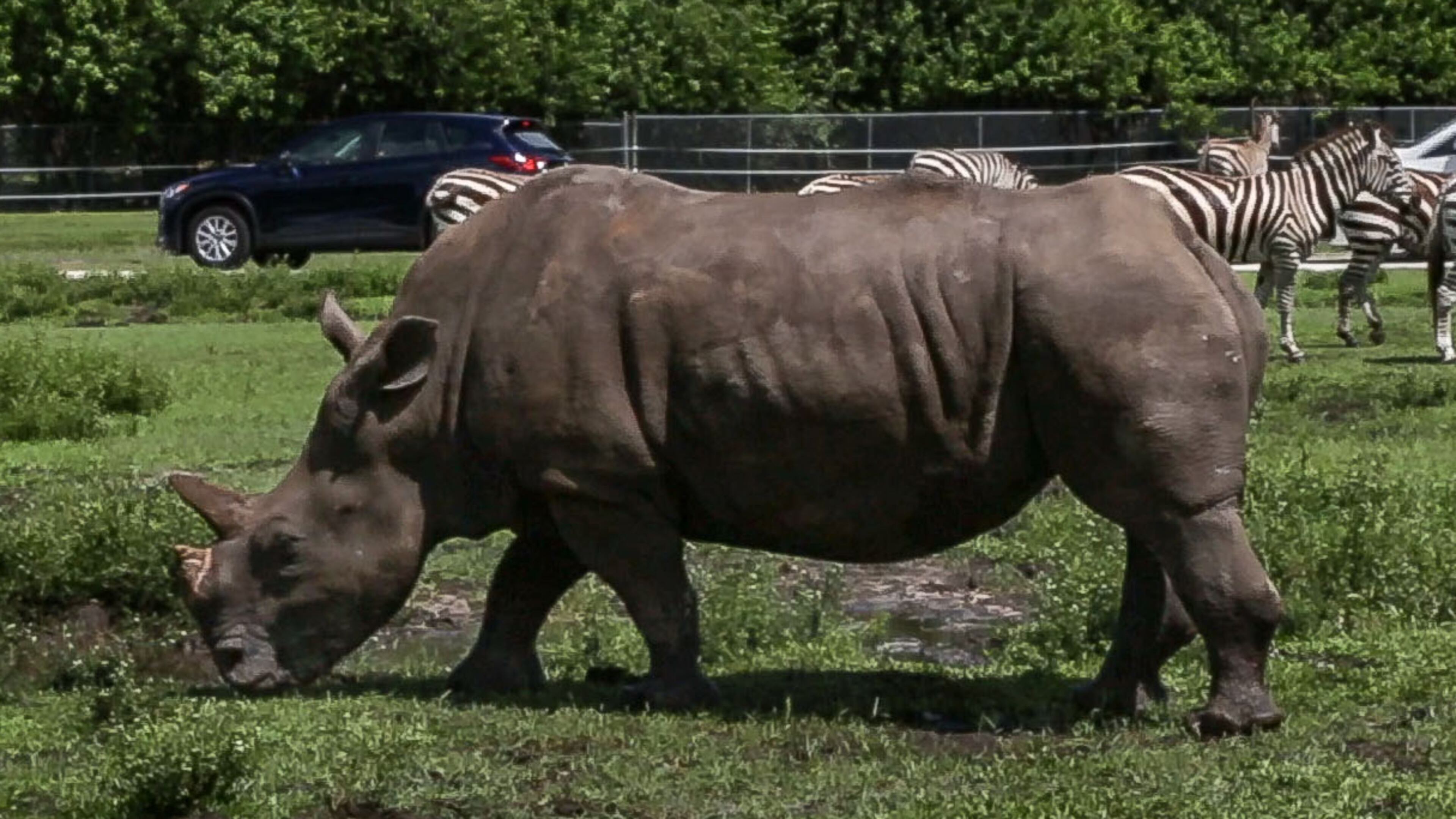 Lissa, a 3,600-pound white rhino at roams the grounds at Lion Country Safari, June 15, 2017. Lissa is a cancer survivor, has had eight surgeries over the past four years to remove a large tumor from her horn. She is alive and doing well. (Greg Lovett / The Palm Beach Post)
