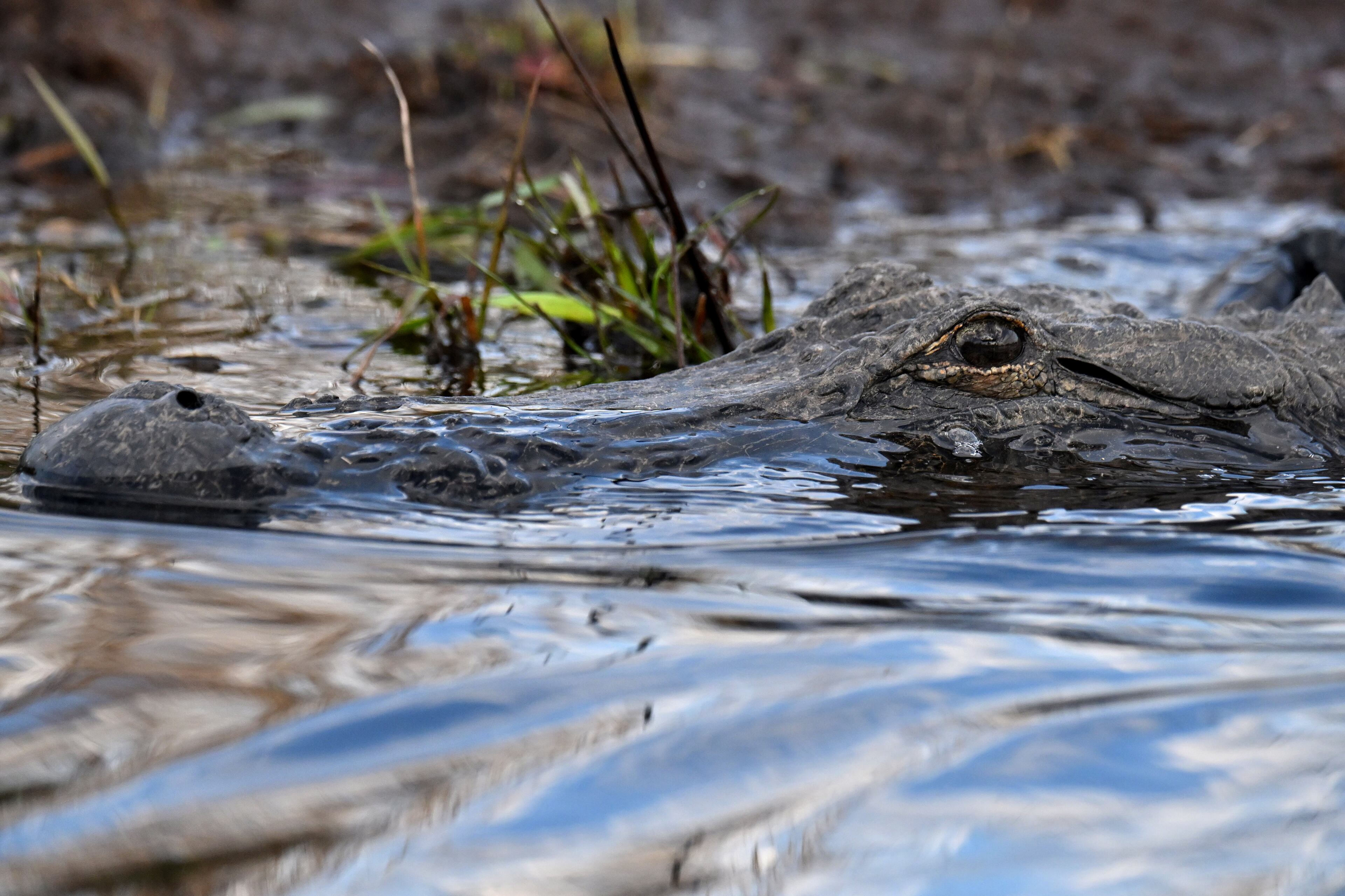 An alligator surfaces in the Okefenokee Swamp near Folkston earlier this year.
