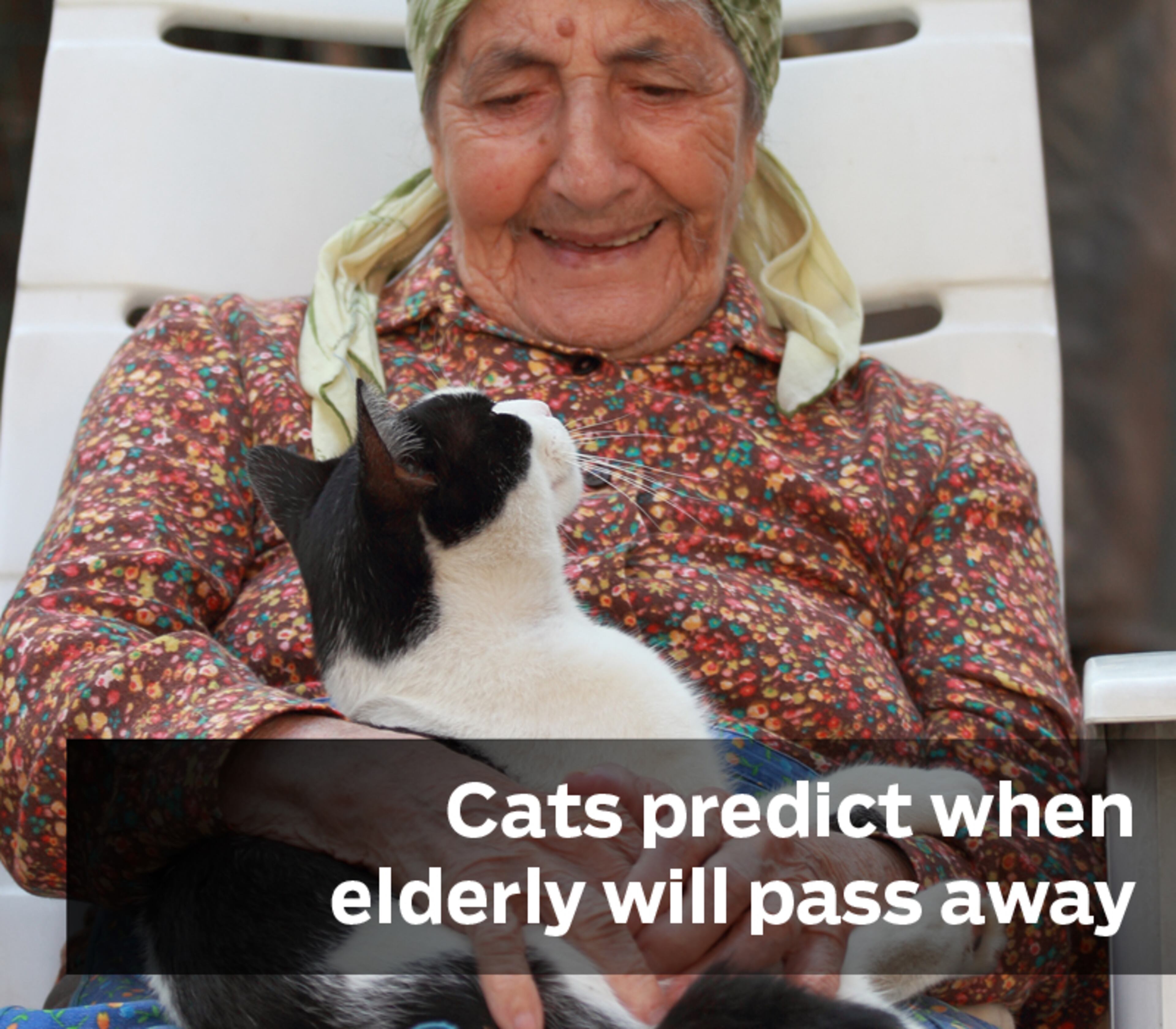 One cat has been documented to have predicted and ushered over 25 elders to death. His uncanny abilities have been documented in the New England Journal of Medicine.