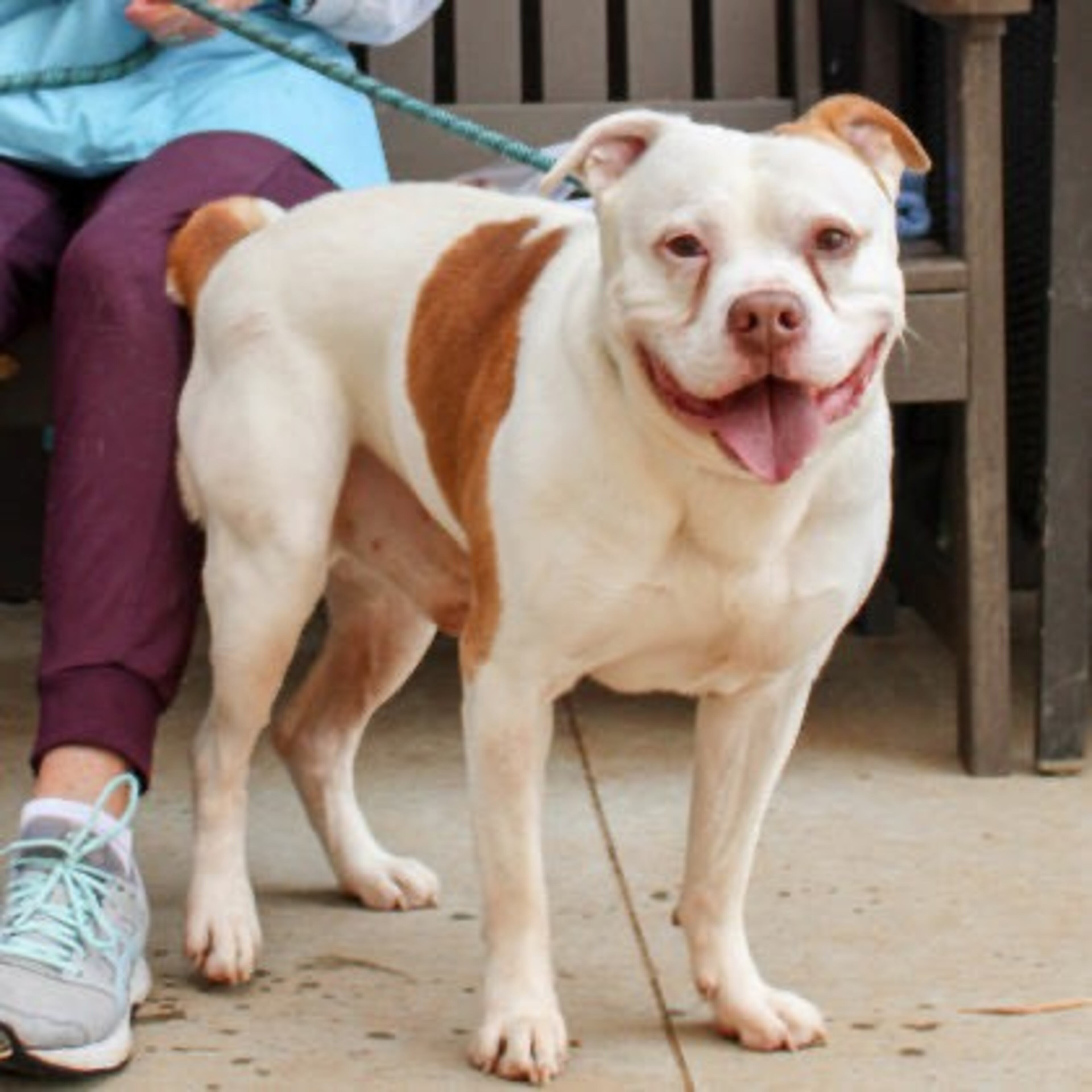 Pudge, the Pet of the Week