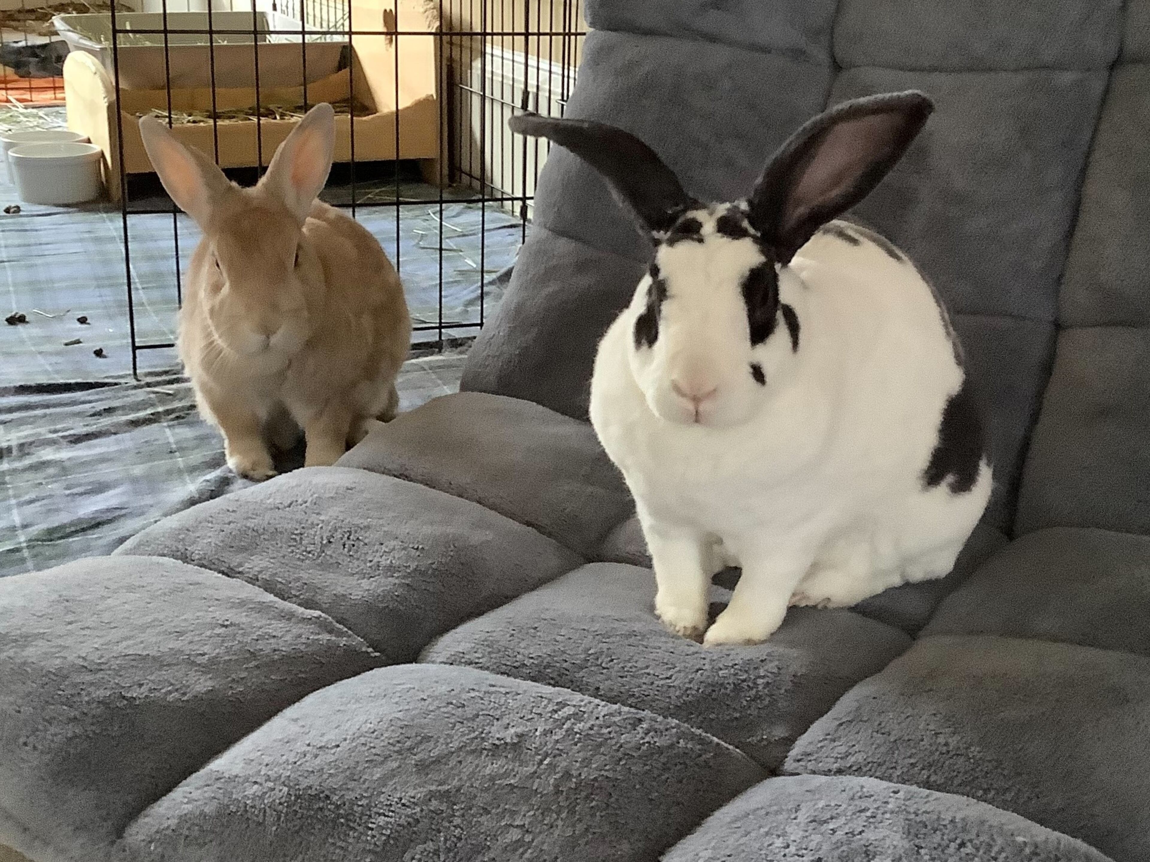 Belle and Apollo Sullivan are the adopted rabbits of AJC subscriber Lori Sullivan. (Courtesy photo)