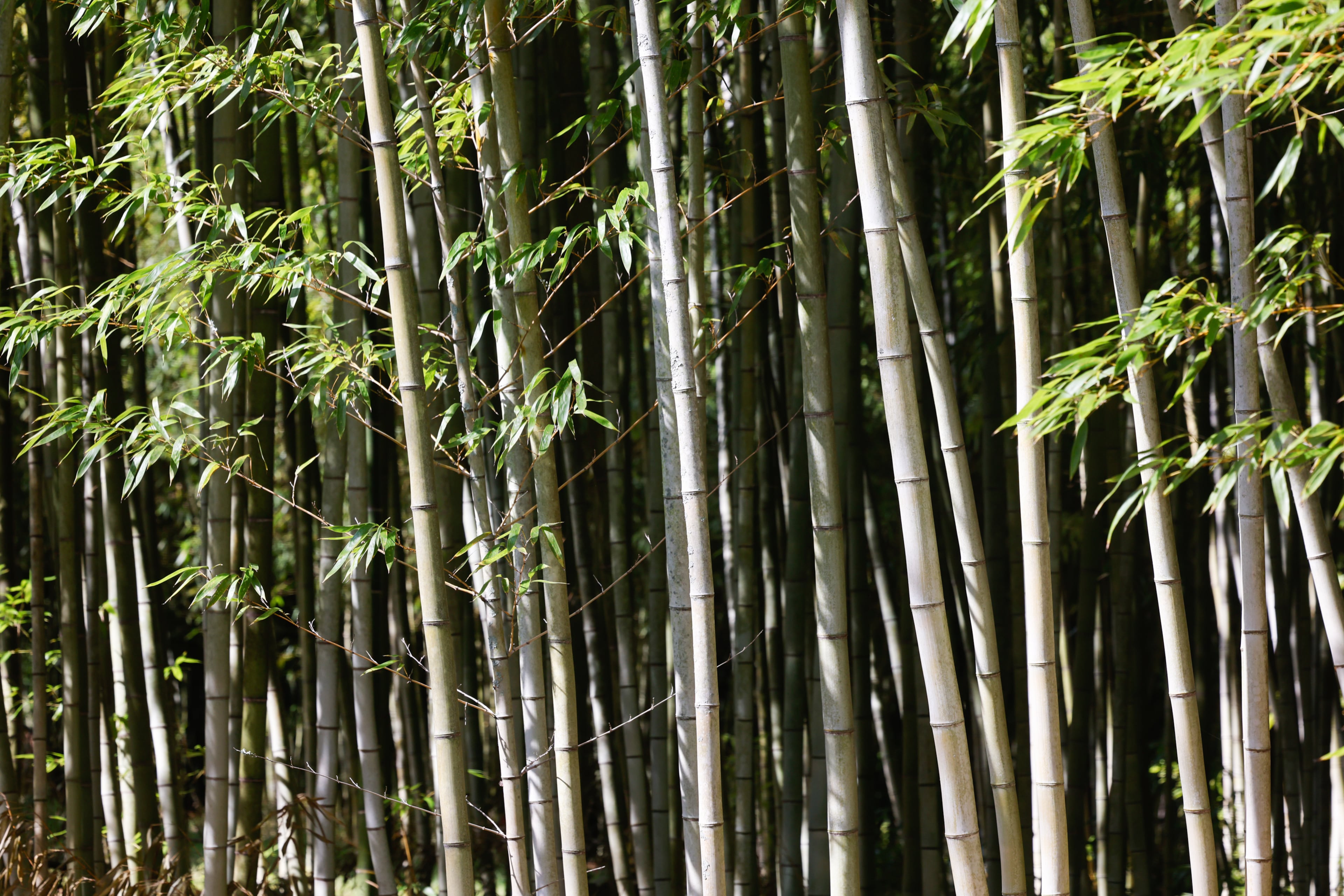 Bamboo grows at Daphne Lewis’ farm in Hawkinsville. The tall grass climbs upward of 40 feet on her property. (Arvin Temkar/AJC)