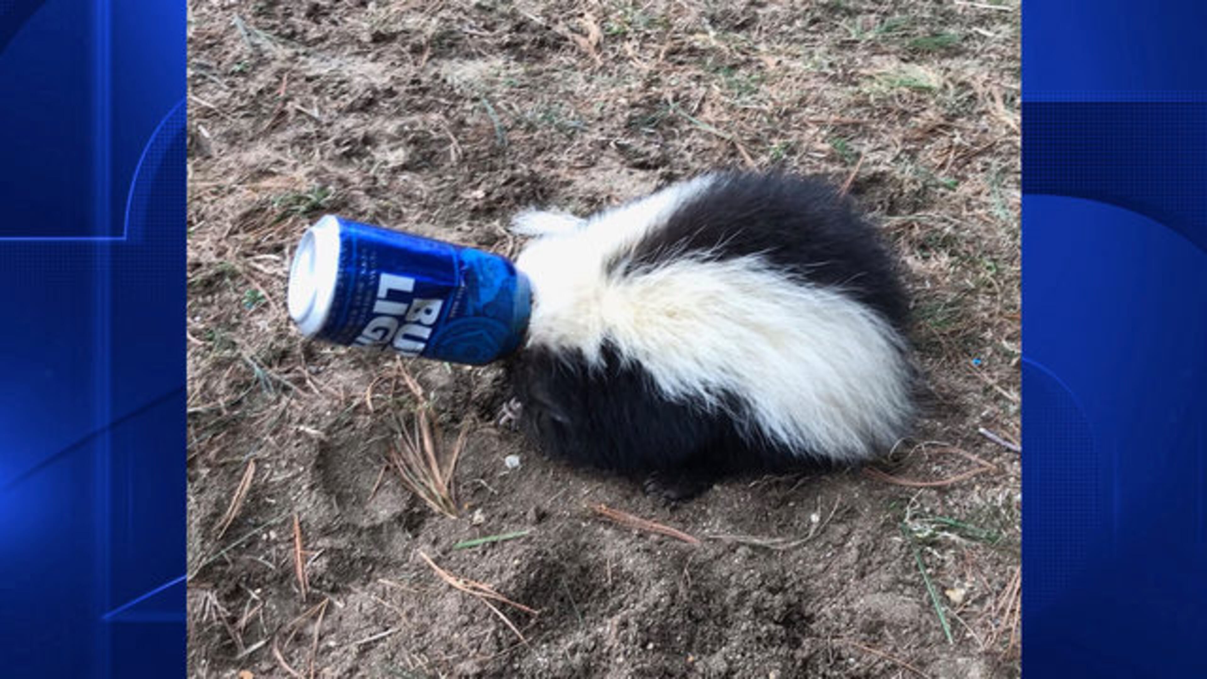 Billerica, Massachusetts, Animal Control posted a picture of a skunk with its head stuck inside a Bud Light can to its social media accounts this week.