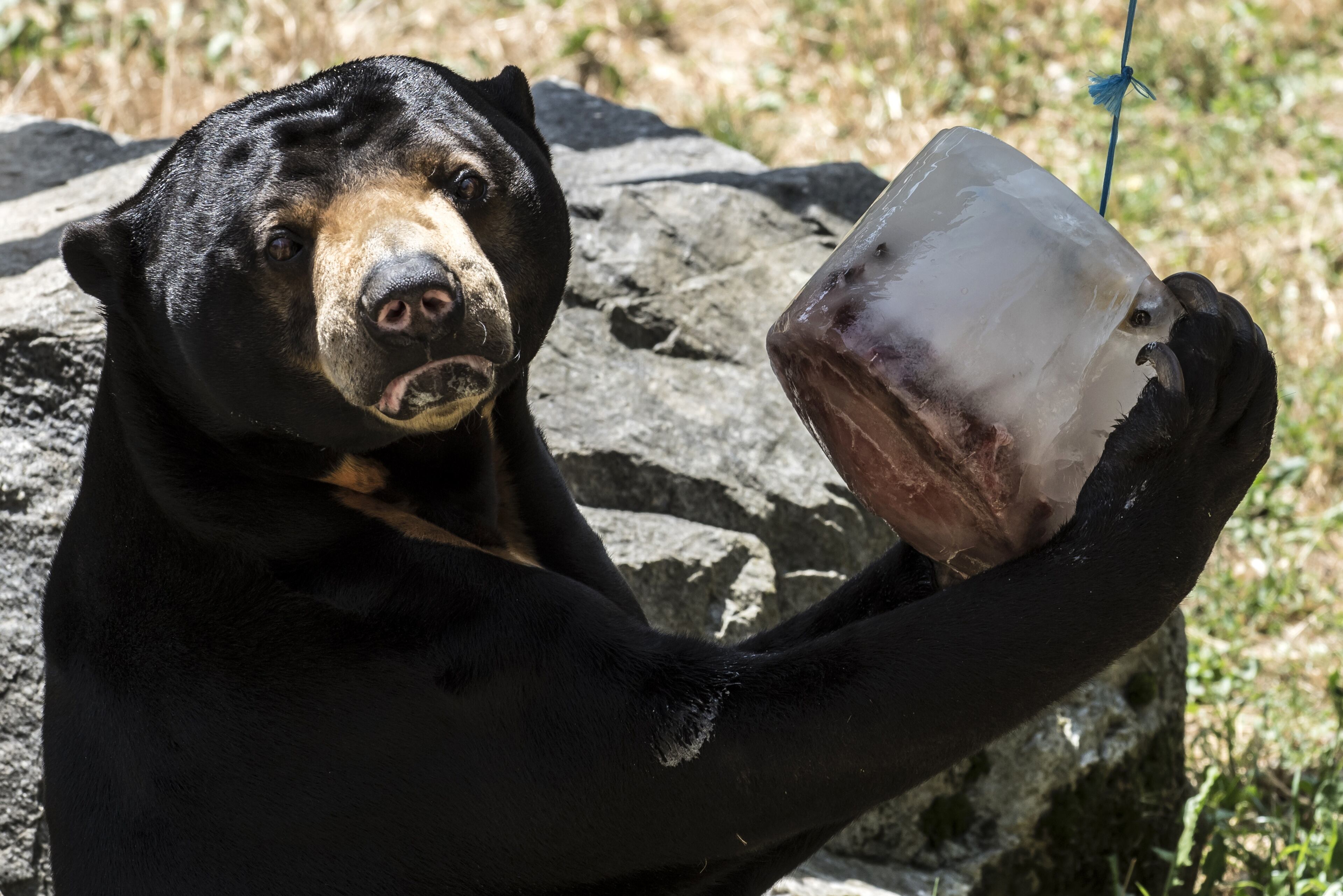 A bear cools itself with a block of ice at Saint-Martin-la-Plaine Zoo, southeastern France, on July 2, 2015 as a blistering heatwave sweeps through Europe. (Photo: JEAN-PHILIPPE KSIAZEK/AFP/Getty Images)