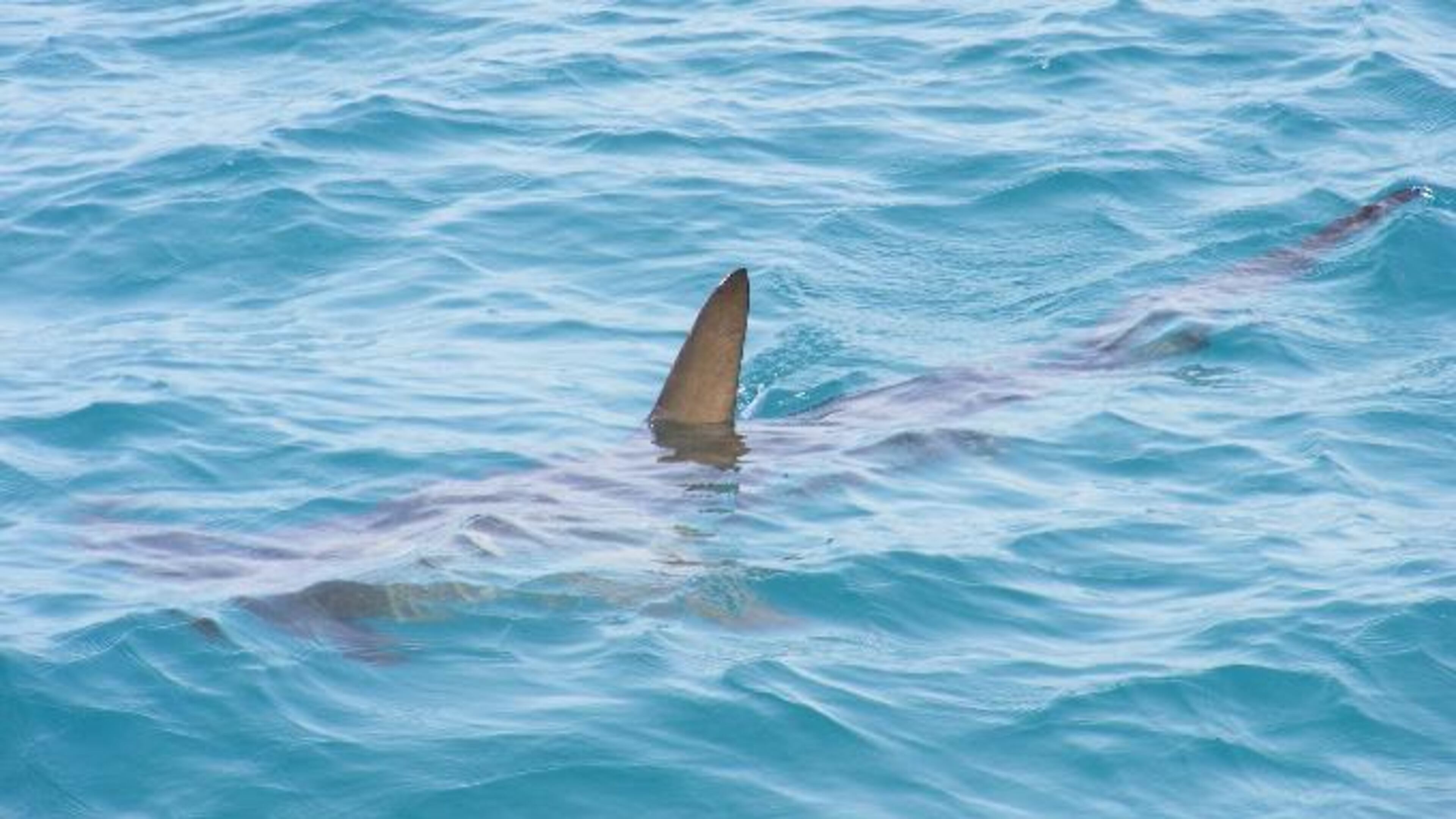 A Florida man was bitten by a shark (not pictured) and walked home bleeding. (Pixabay.com/file photo)