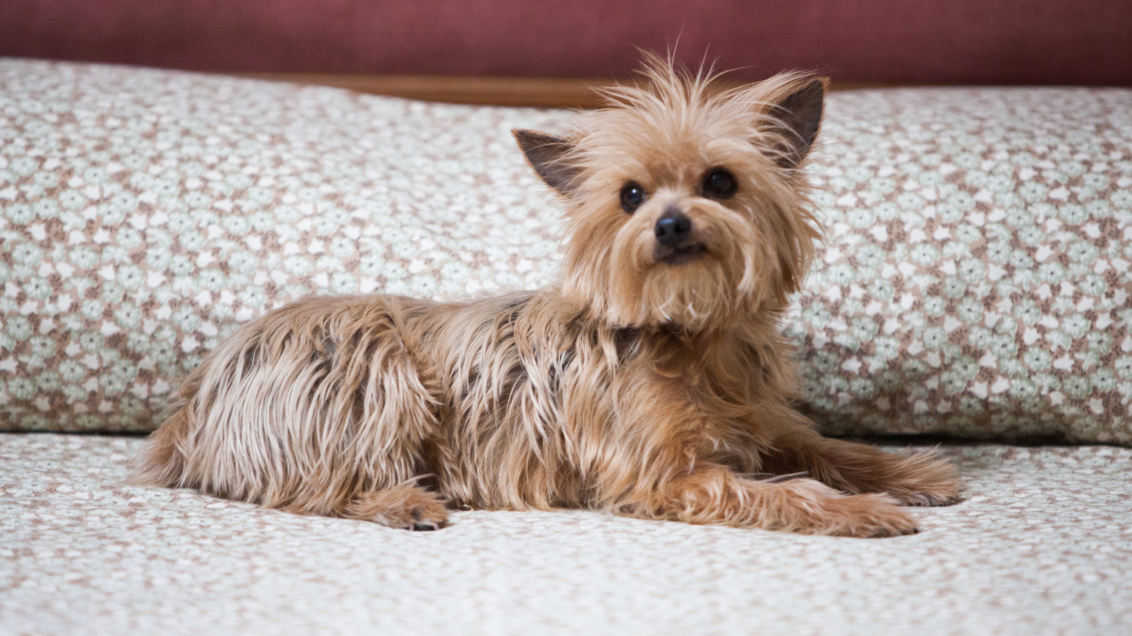 Yorkshire terrier