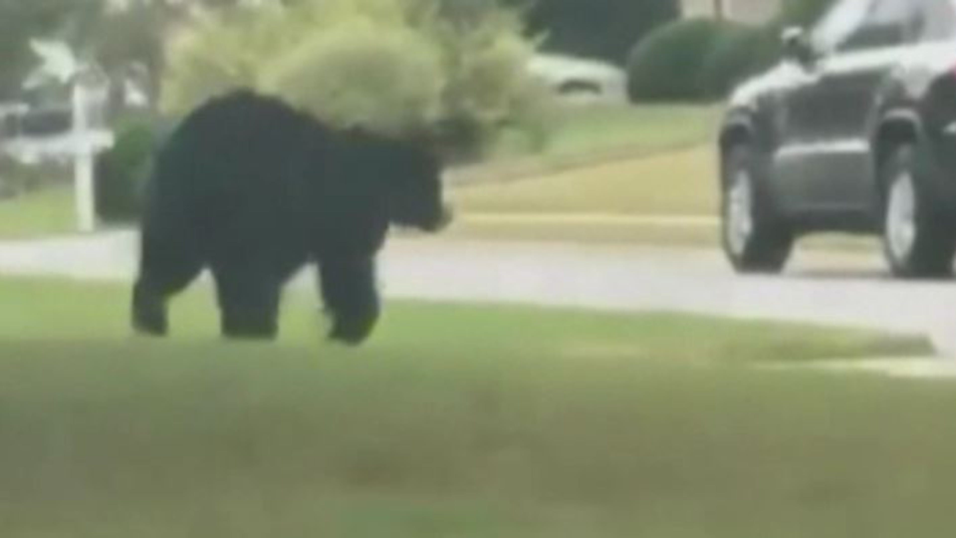 A bear is seen on video roaming through a subdivision in Cherokee County.