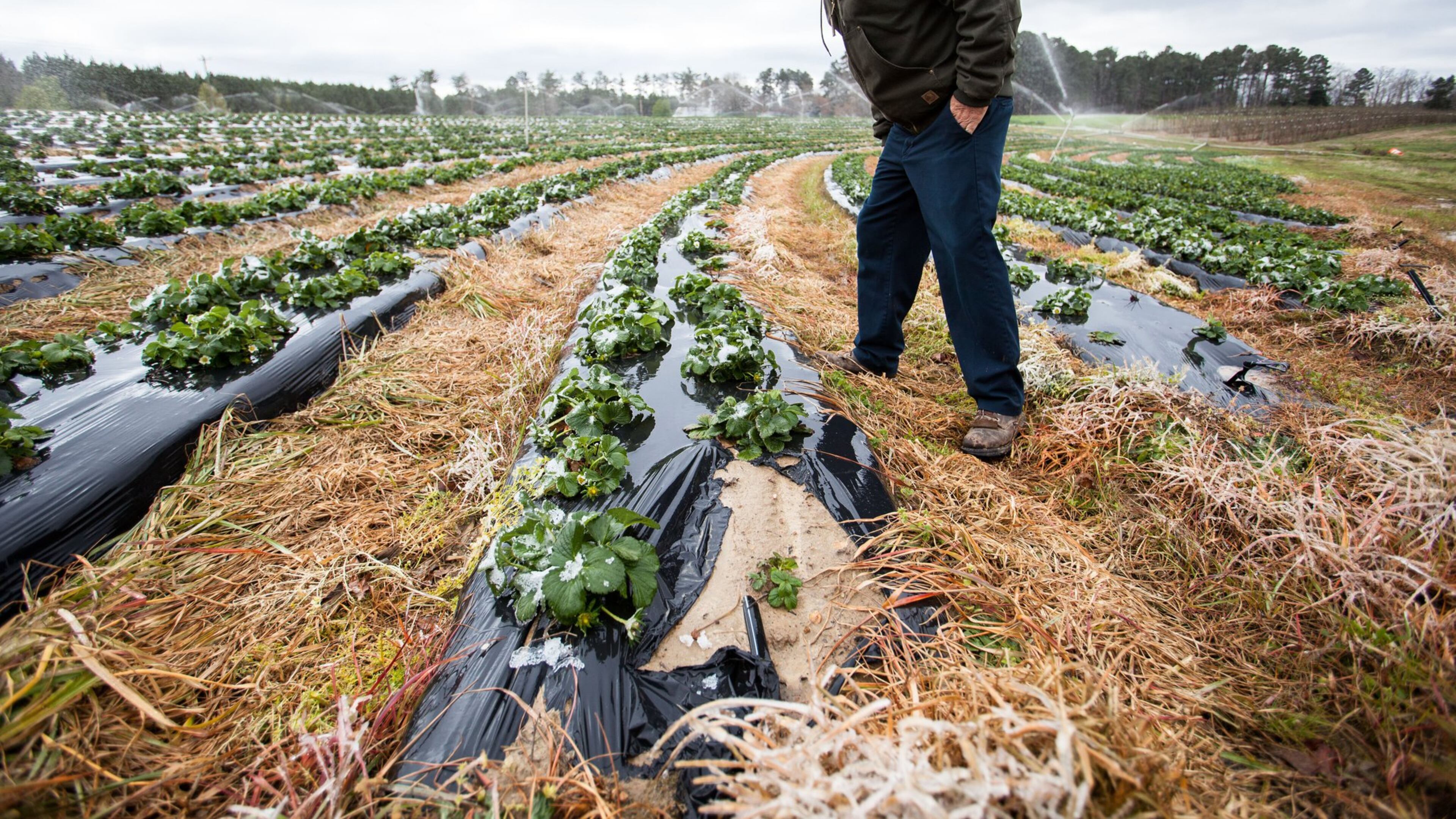 Danny Page, owner of Page Farms, inspects his strawberry crop after a late-season snow in Raleigh, N.C. (Ben McKeown/Raleigh News & Observer/TNS)