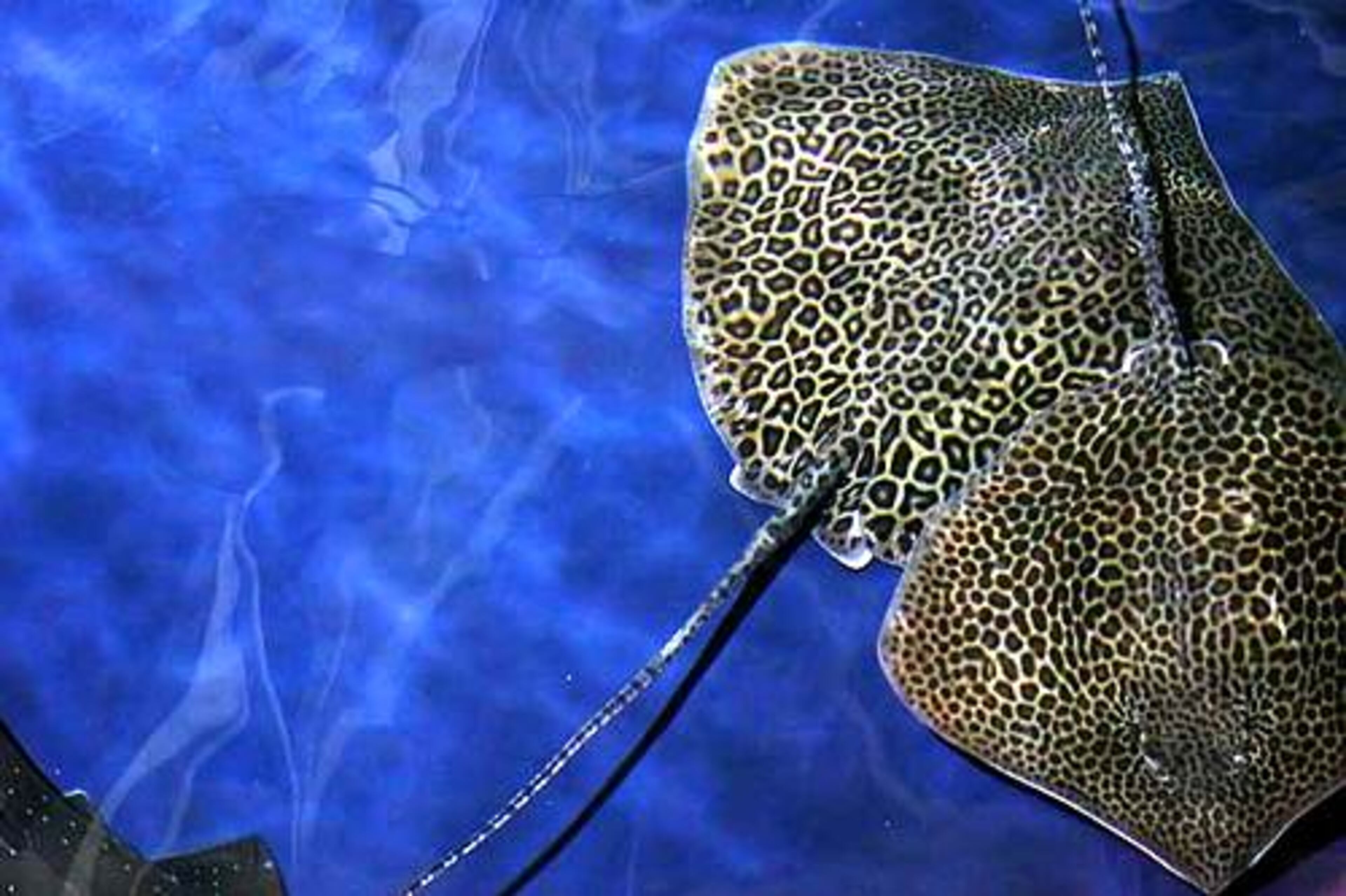 Two leopard rays swim around their containment tank days before they are supposed to be moved into the larger tanks. The animals are among a few new additions that will soon join the rest of aquarium's creatures.