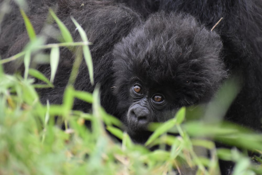 Zoo Atlanta's conservation efforts aren't limited to Atlanta. (Courtesy Nick Dauk)