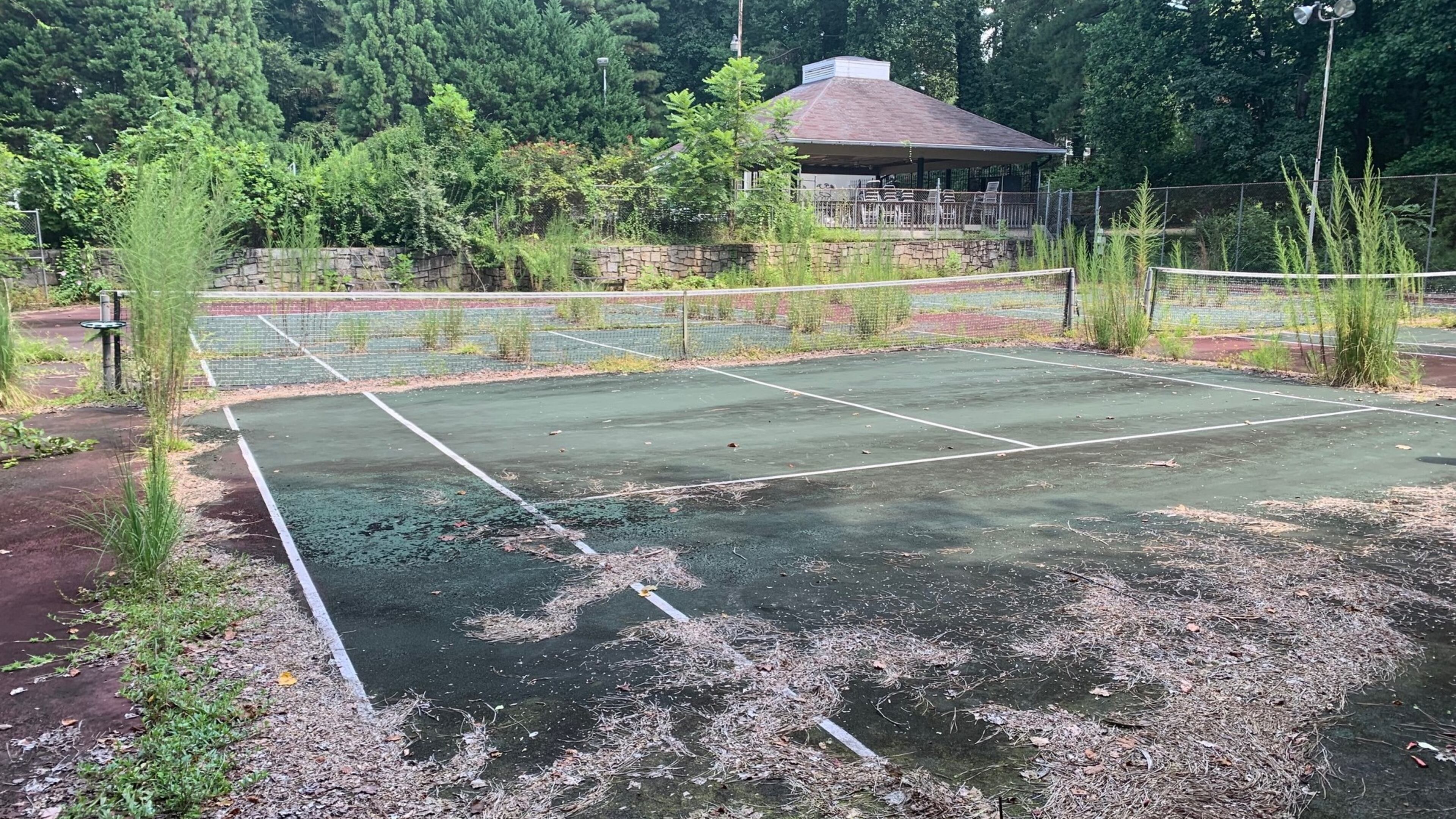 The tennis courts at the club have become overgrown with weeds and shrubs.