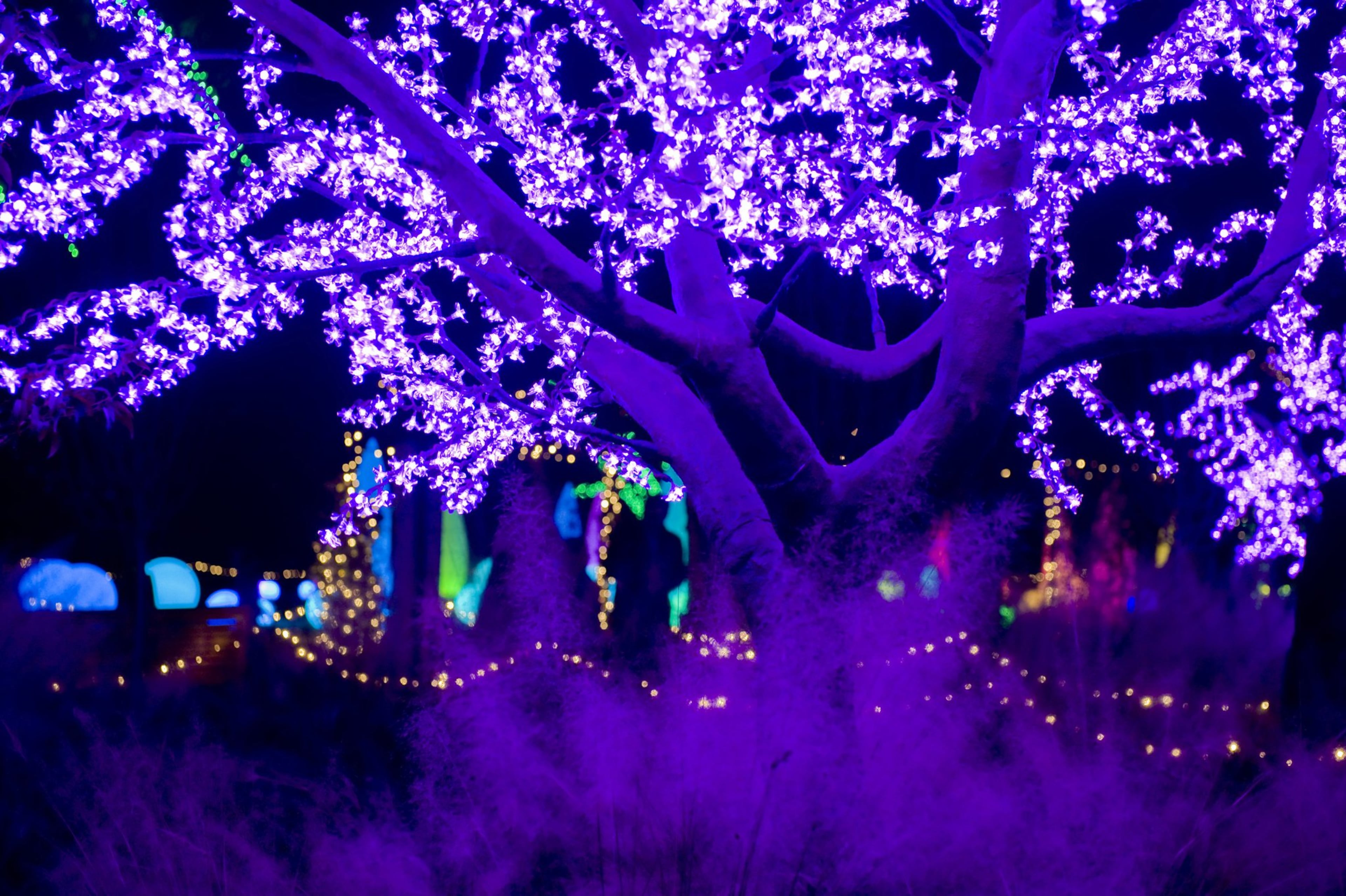 The Atlanta Botanical Garden’s “Garden Lights, Holiday Nights” will be open through January. Credit Joey Ivansco